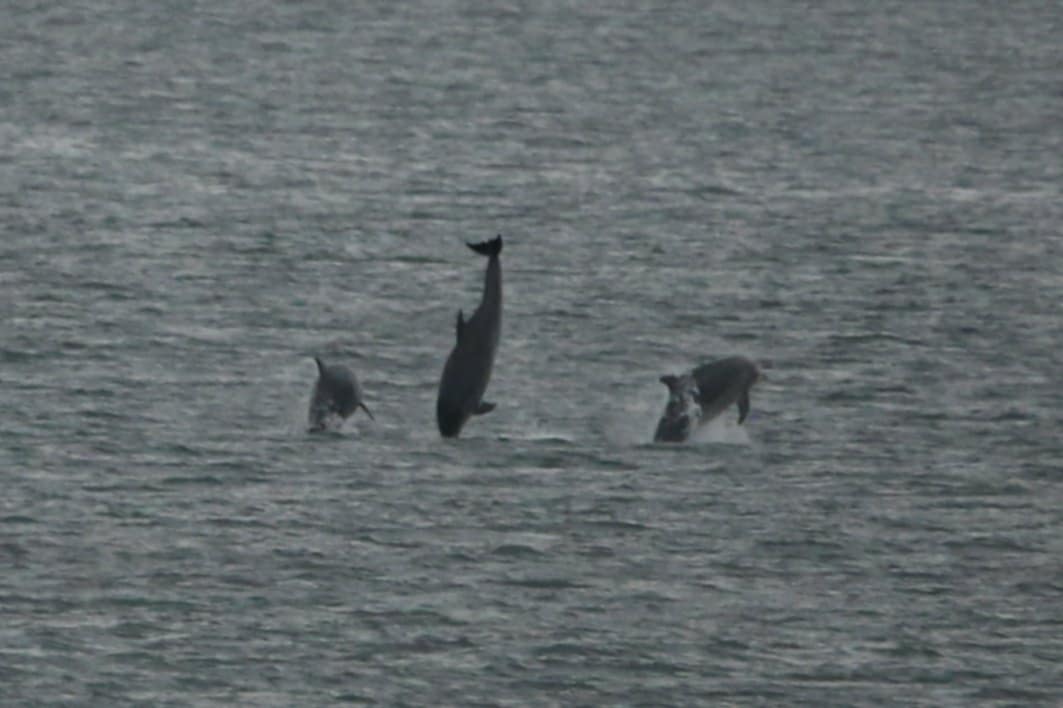 whale whale
