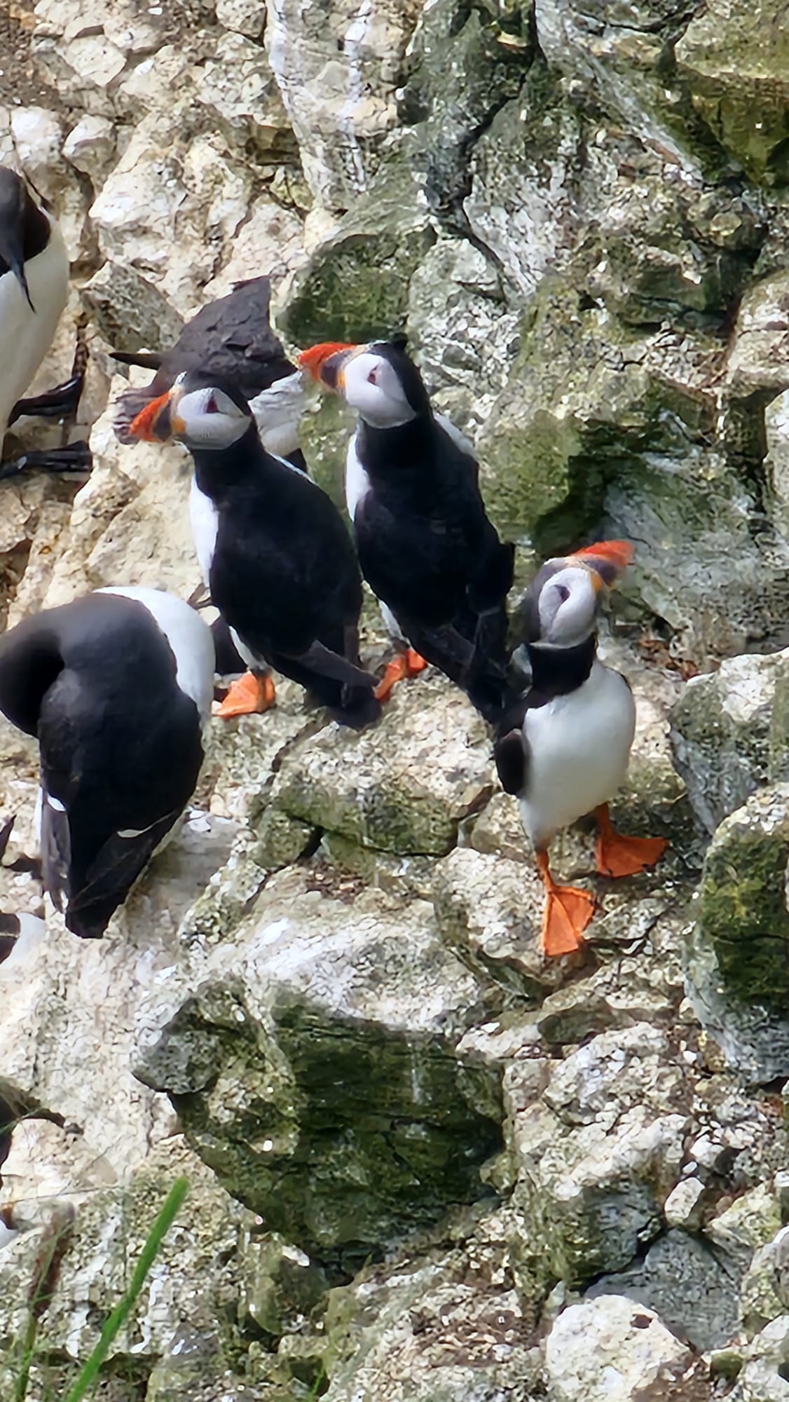 birds birds