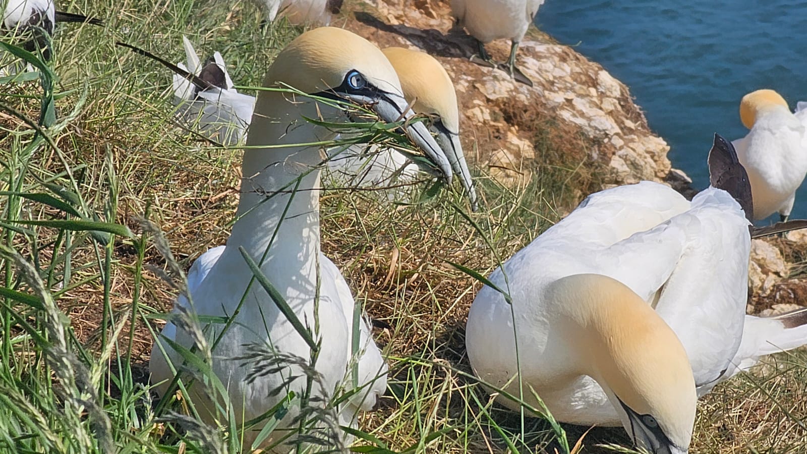 gannets