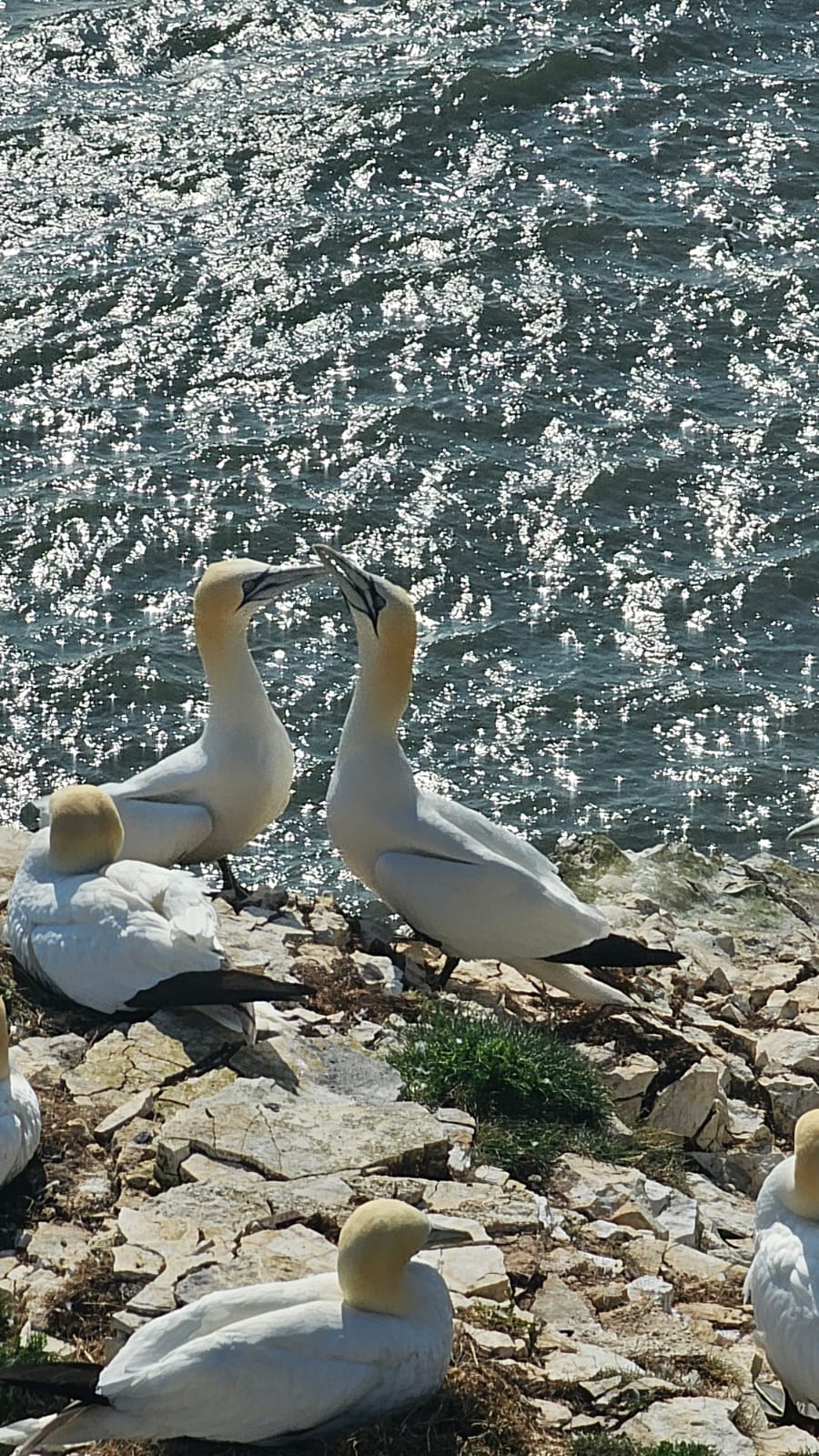 gannets