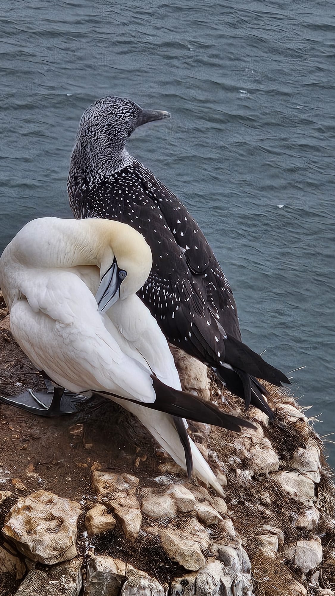 gannet chick