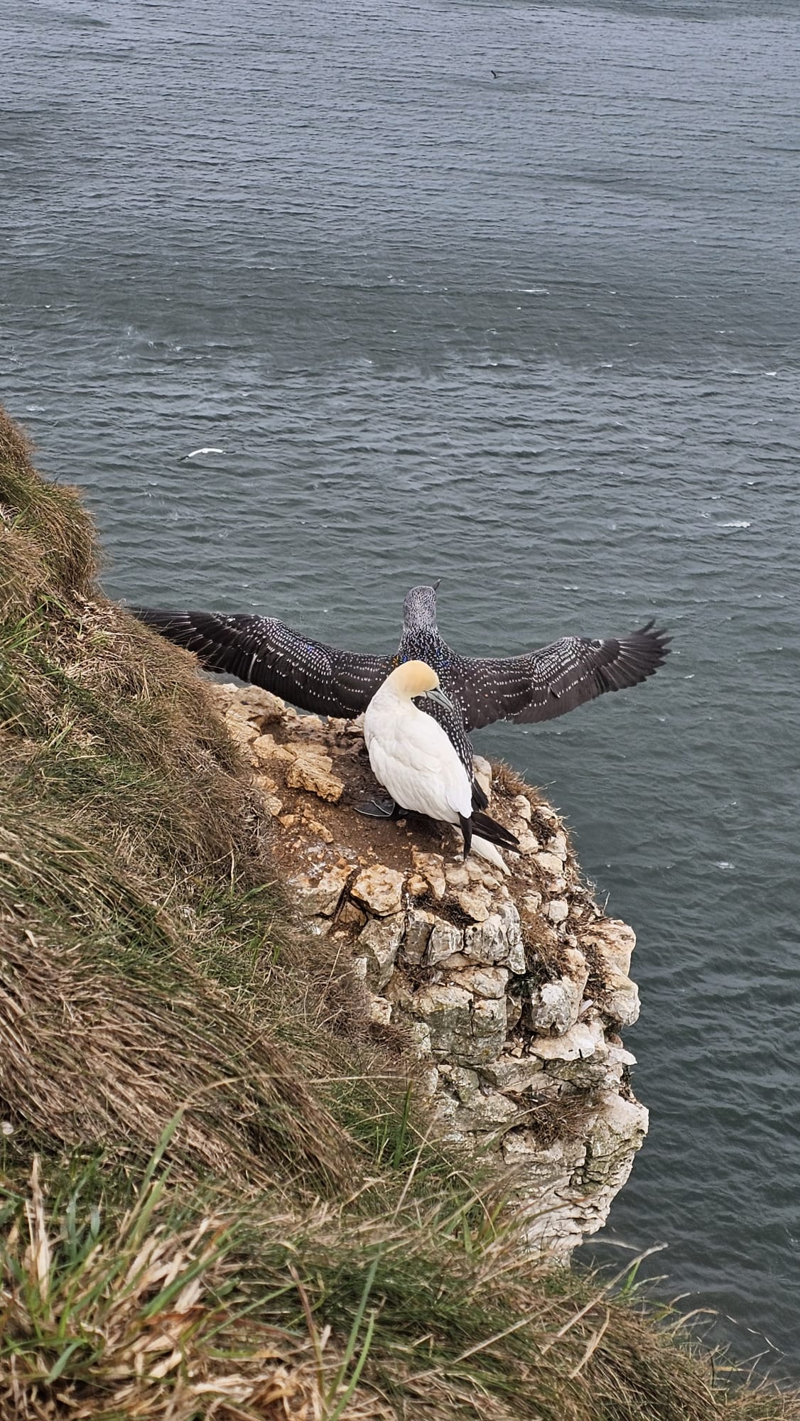 gannet chick