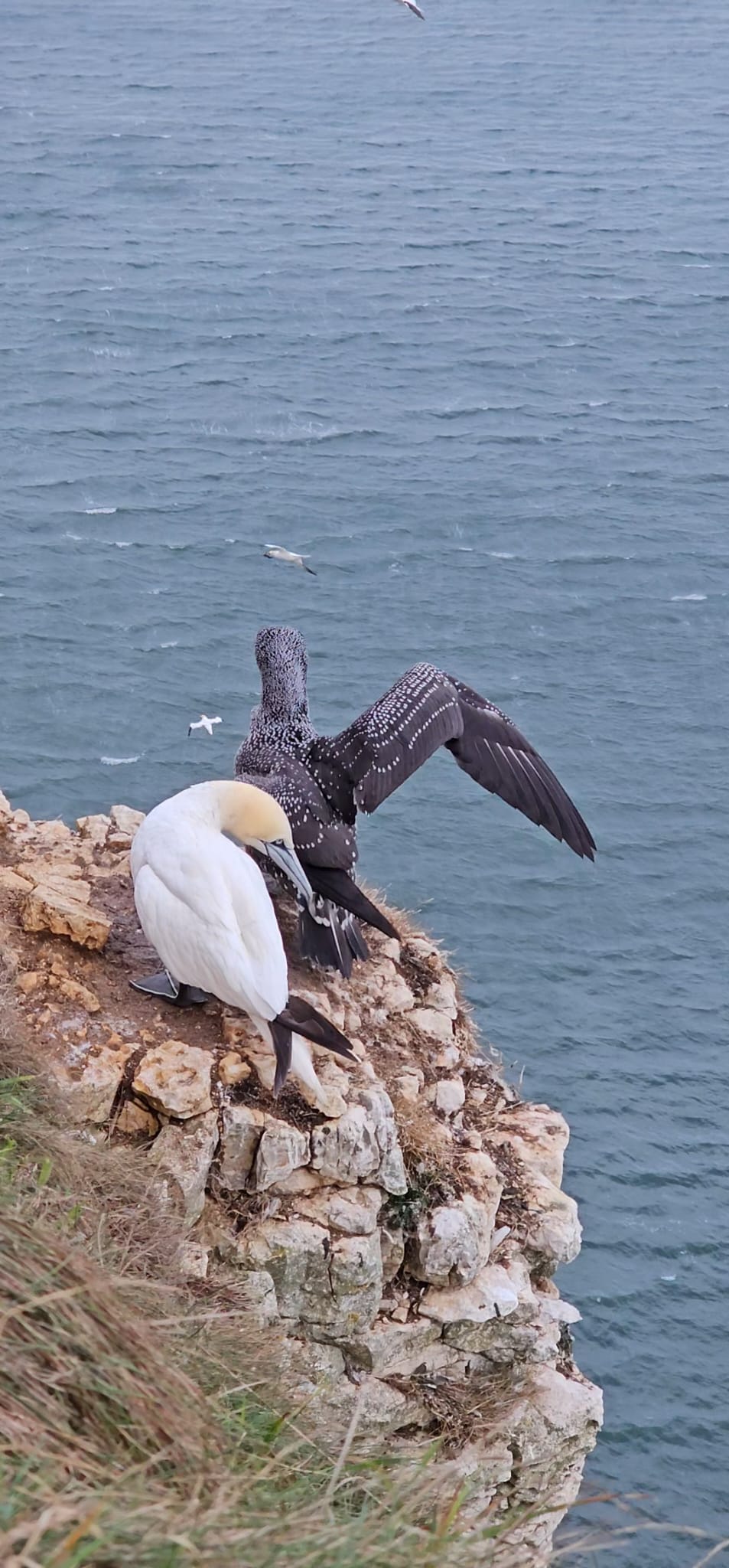 gannet chick