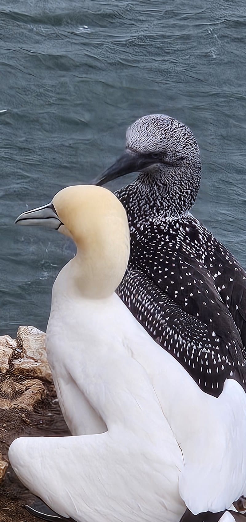 gannet chick