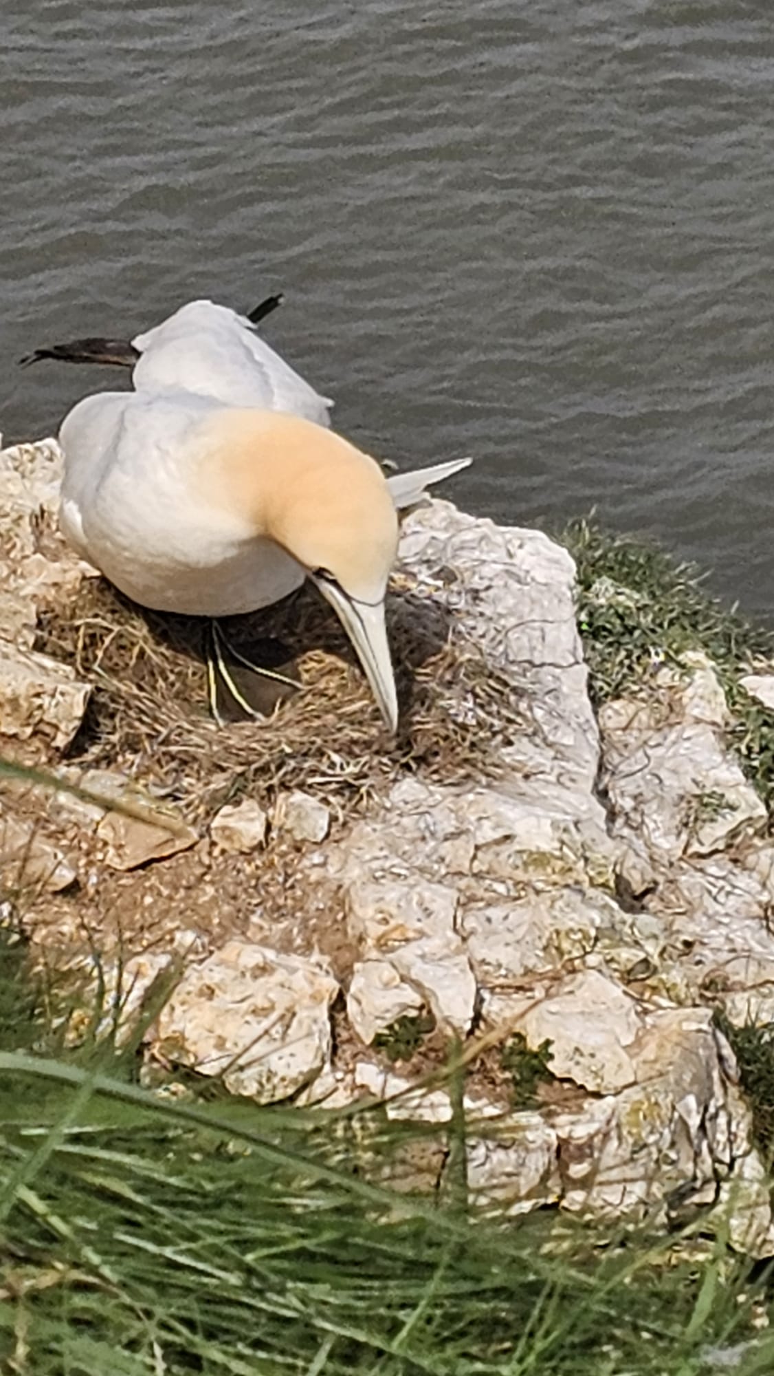 Gannet, Bempton. May 2025. Barbara Payman
