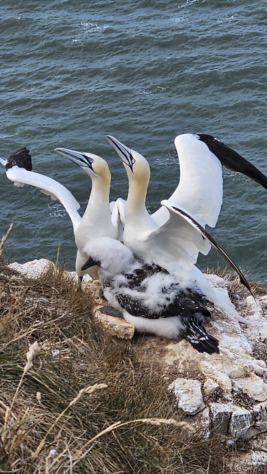 Pair greeting display. August 2025. Barbara Payman Pair greeting display. August 2025. Barbara Payman