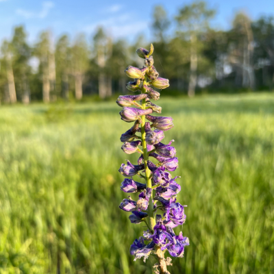 High country mule deer feed | Lupine High country mule deer feed | Lupine