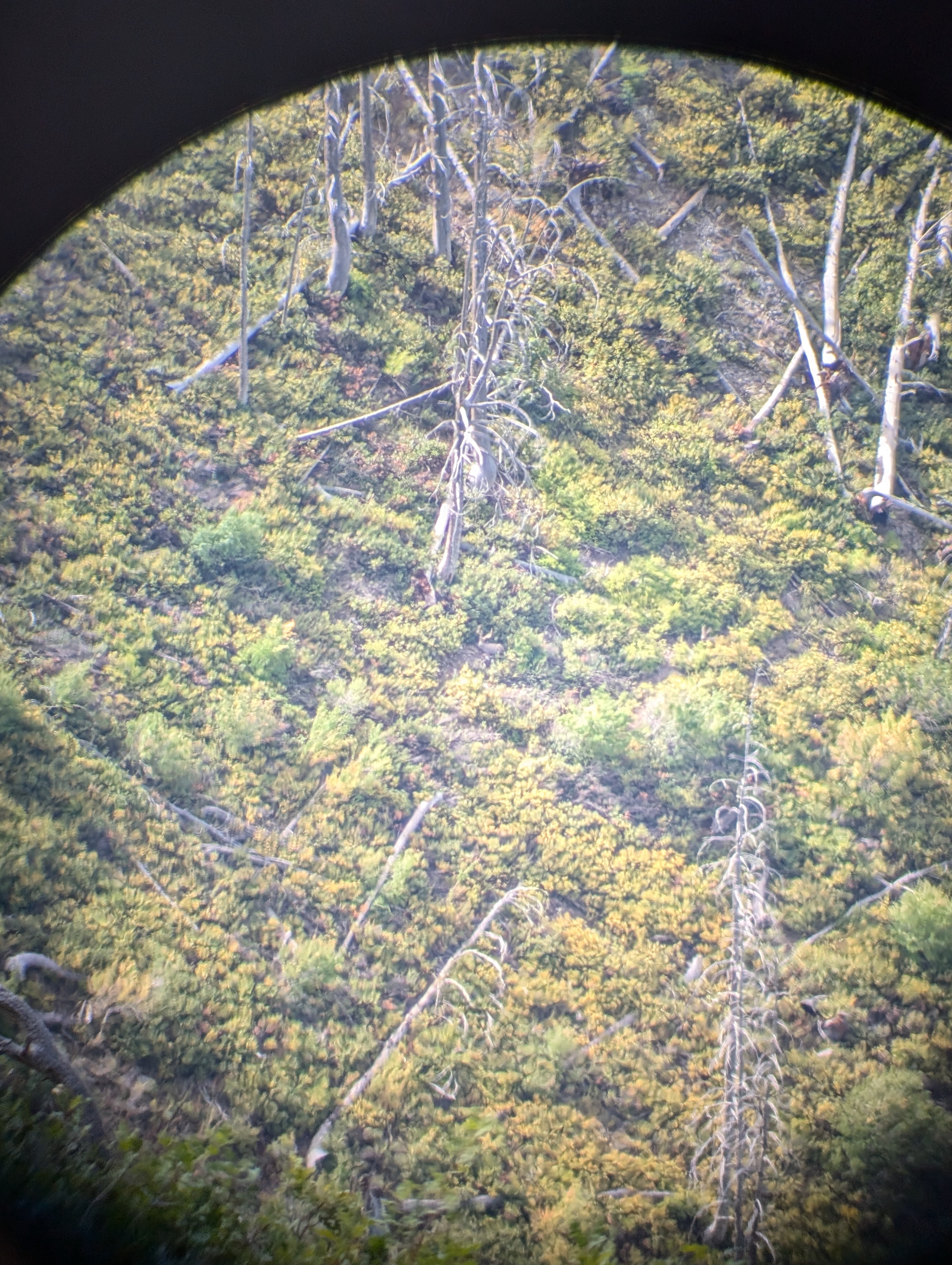 Glassing bedded mule deer bucks in the high country through a spotting scope