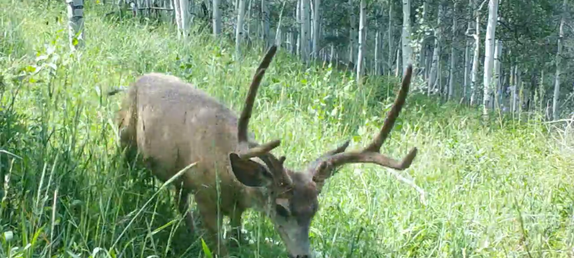 Mule deer buck in velvet Mule deer buck in velvet