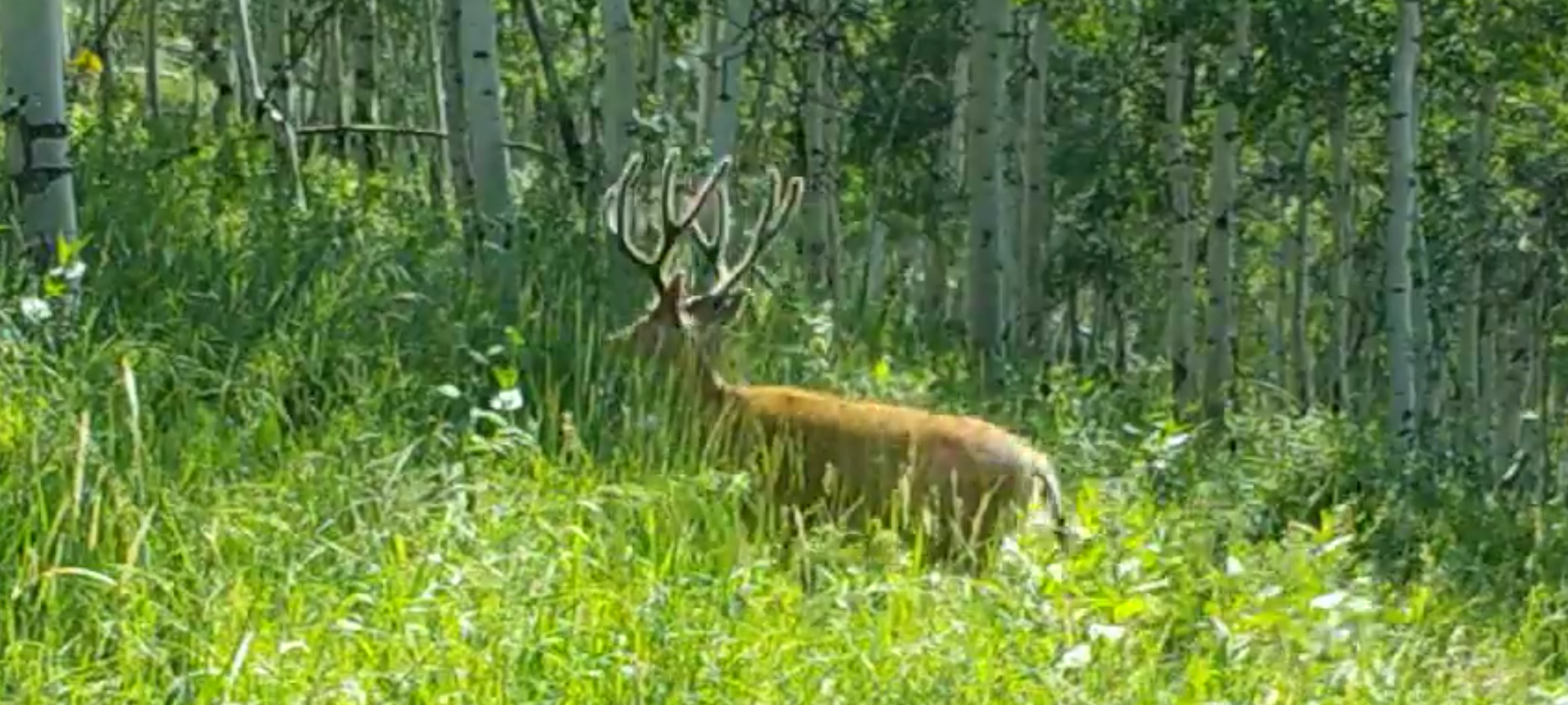 Typical mule deer buck in velvet Typical mule deer buck in velvet