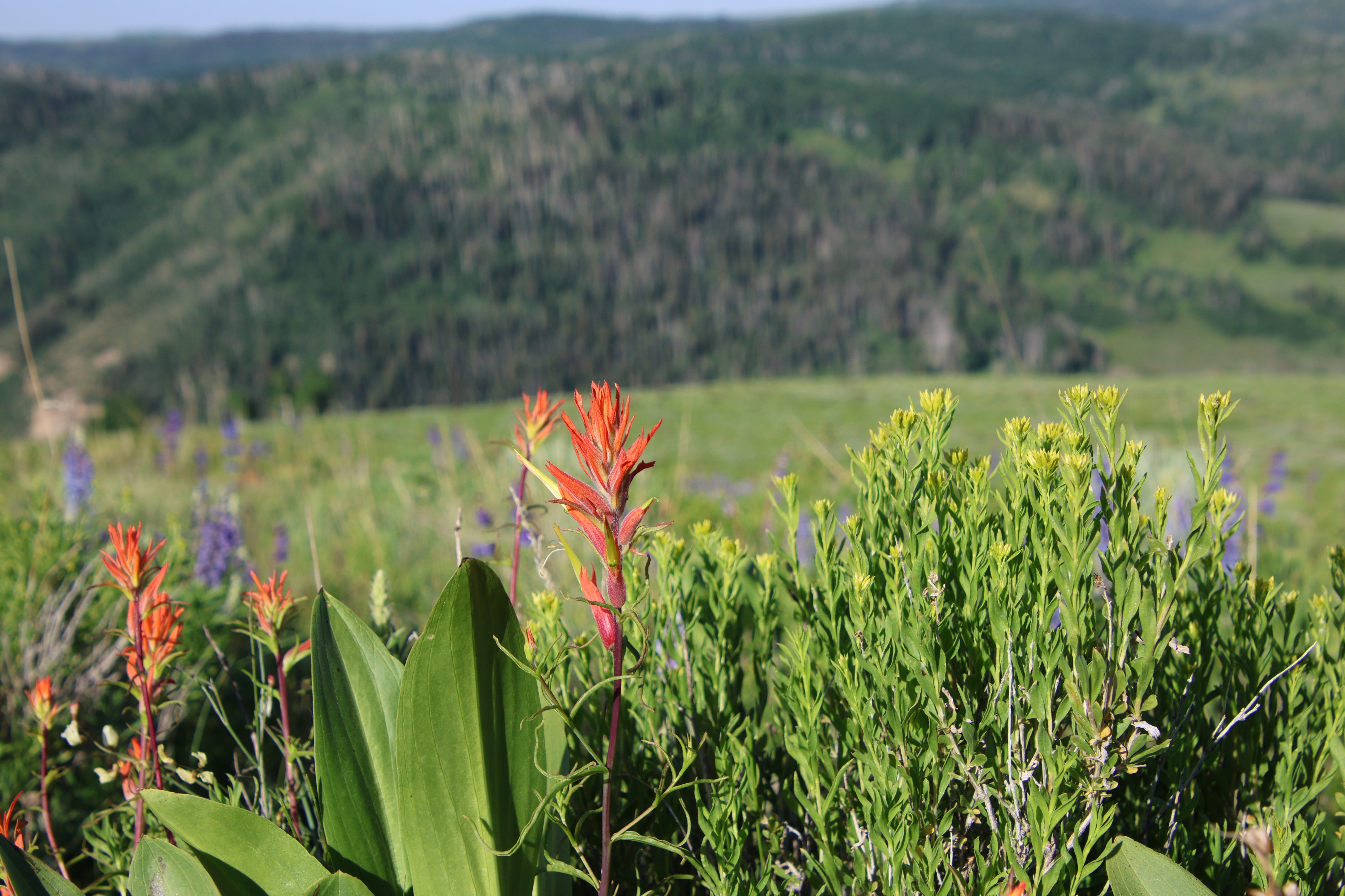 Indian paint brush with mountains in background Indian paint brush with mountains in background