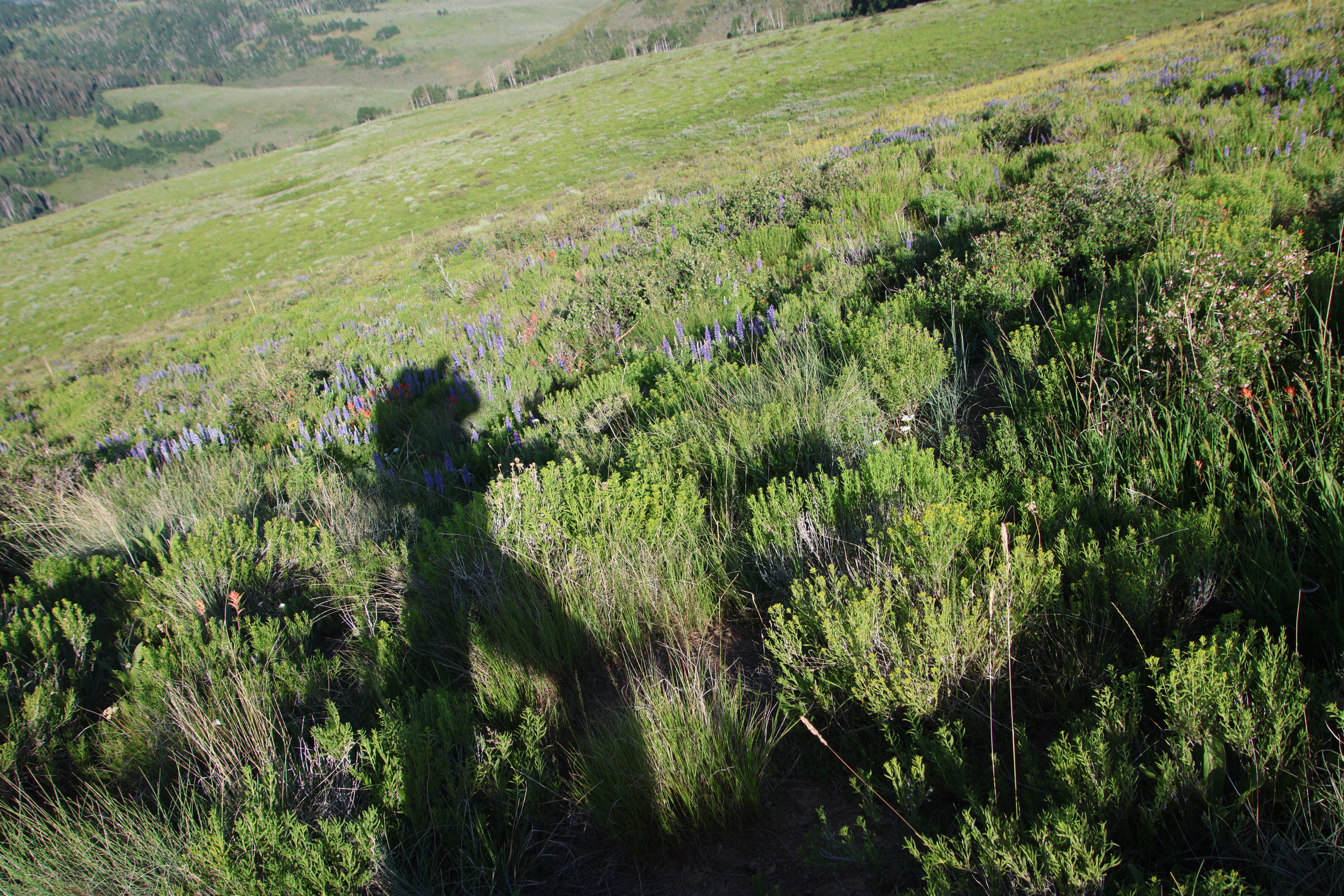 Shadow in the back country Shadow in the back country