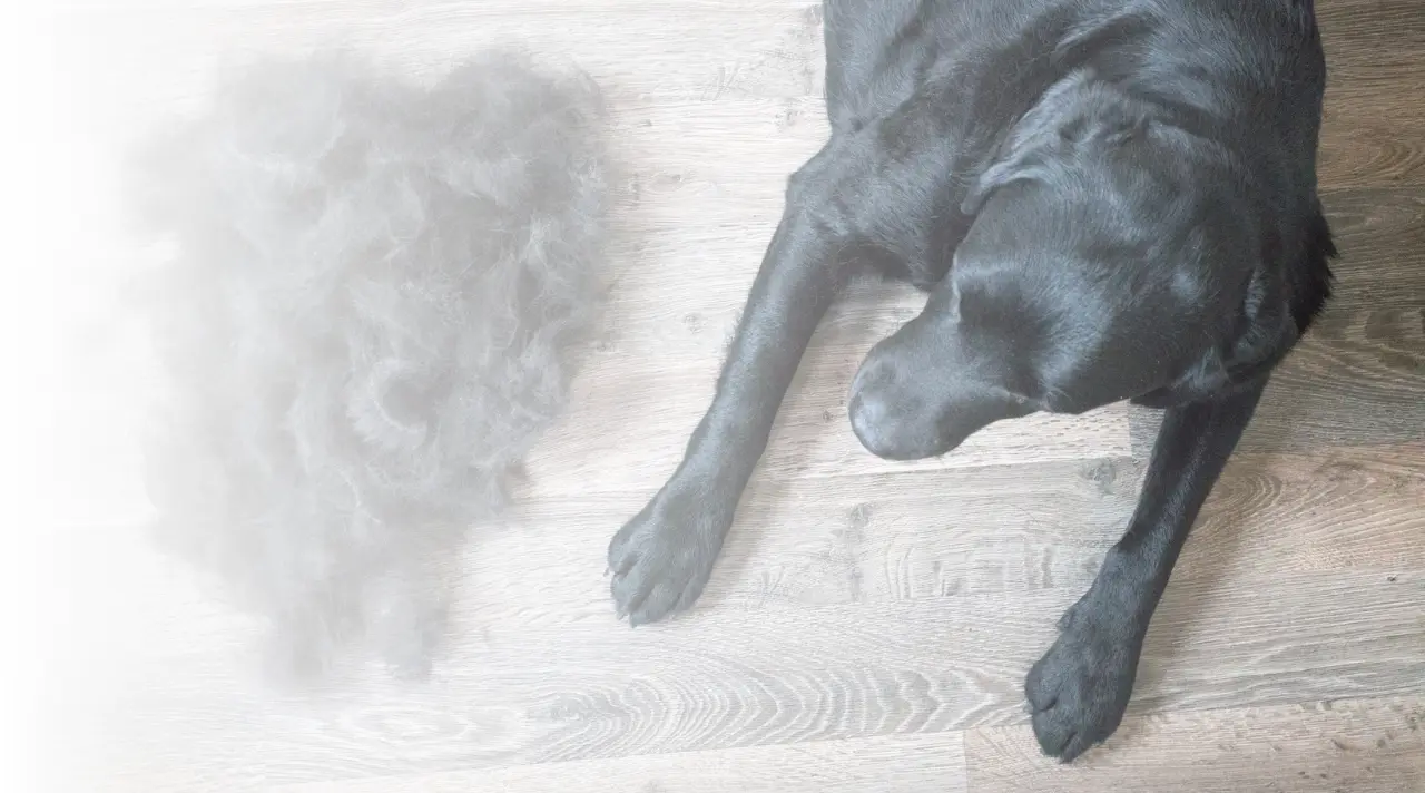 Hundehaare entfernen: Vivenso Wasserstaubsauger