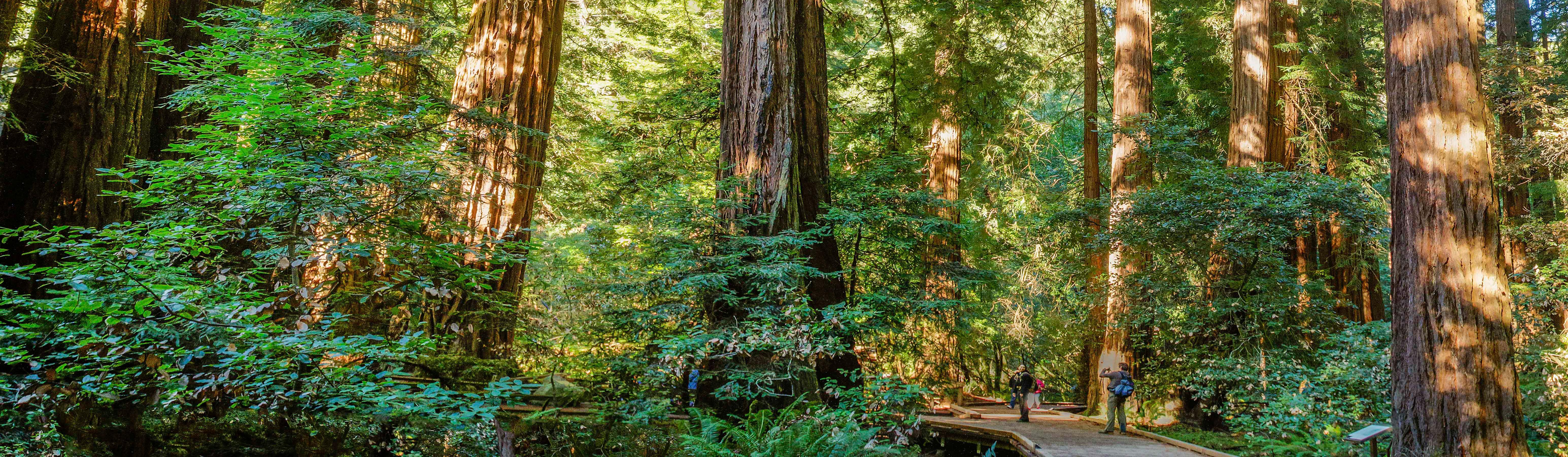 Golden light illuminating the trunks of towering redwoods at sunset.