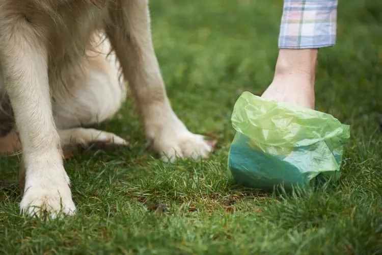 Dog poop scooping service