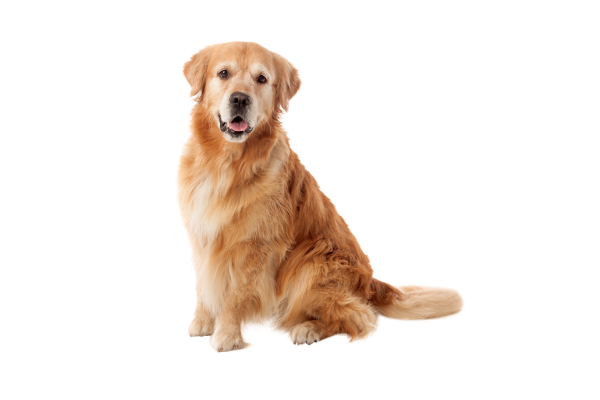 golden retriever waiting for dog poop scooping services