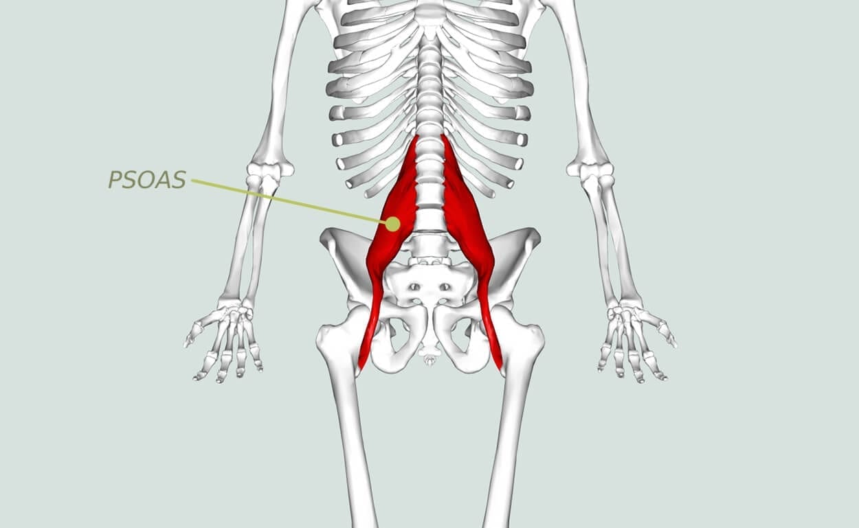 Unlocking the Mystery of the Psoas

