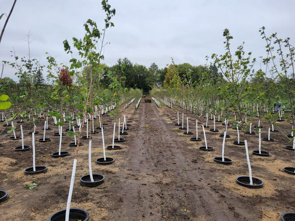 Hope Farm's Tree Nursery Hope Farm's Tree Nursery