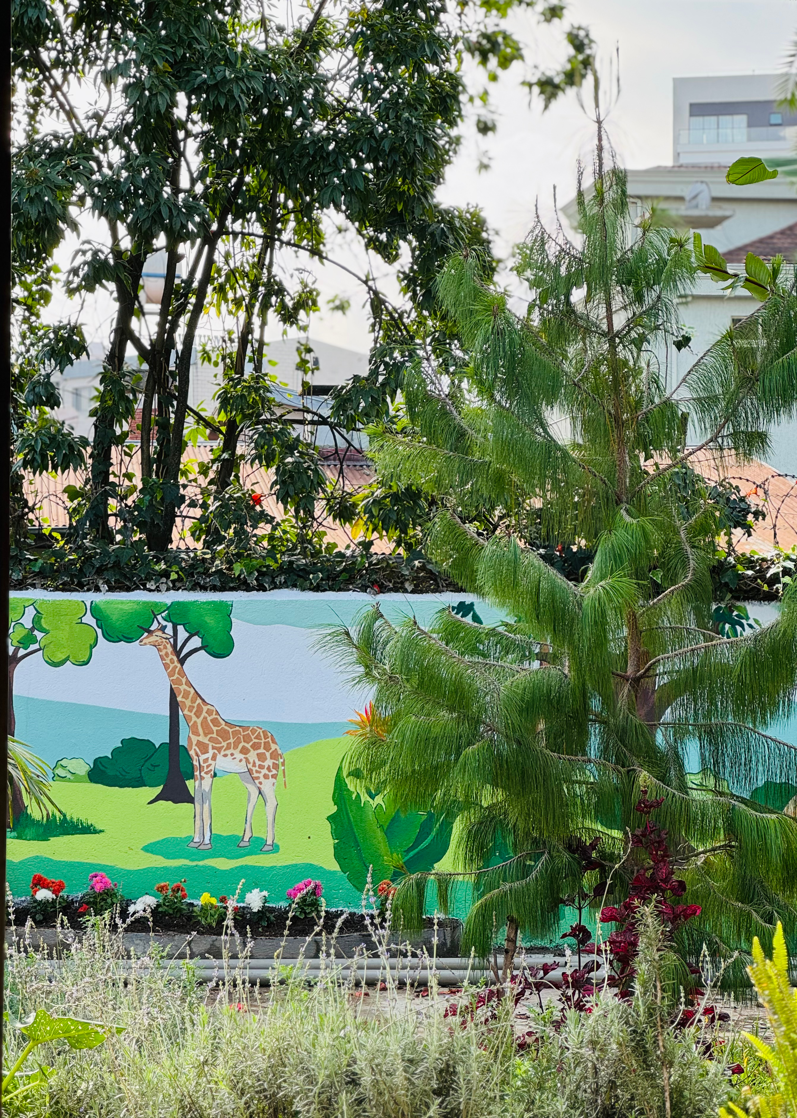 自生山採り/アオダモ/大株【現品発送】管理70393 自生山採り/アオダモ/大株【現品発送】管理70413