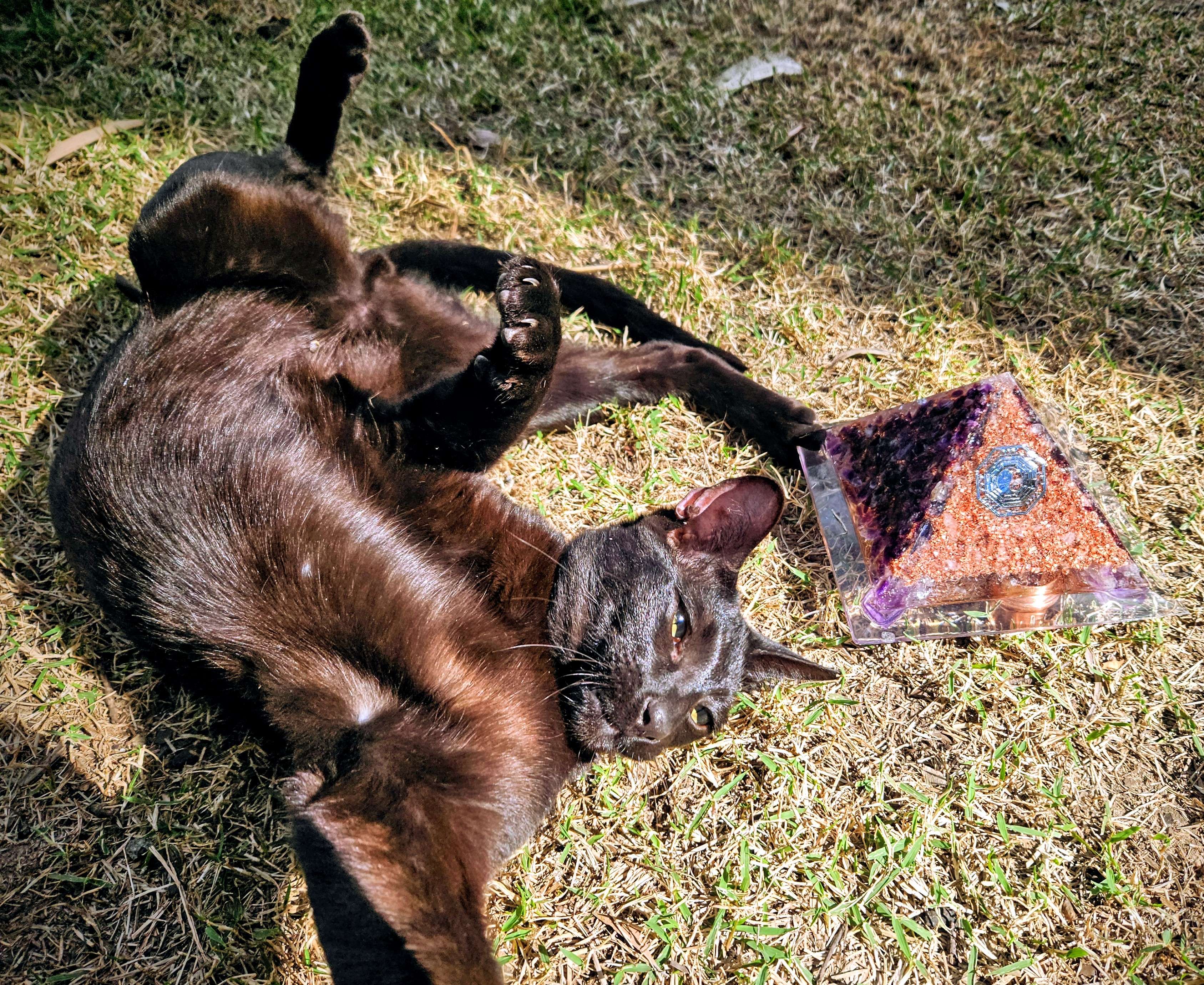 cat with orgonite. orgonite pyramid. cat with orgonite. orgonite pyramid.