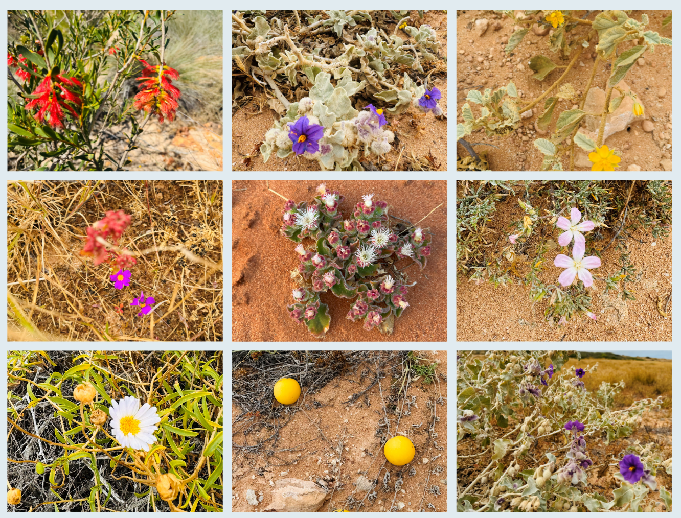 Wild Flower Image Wild Flower Image