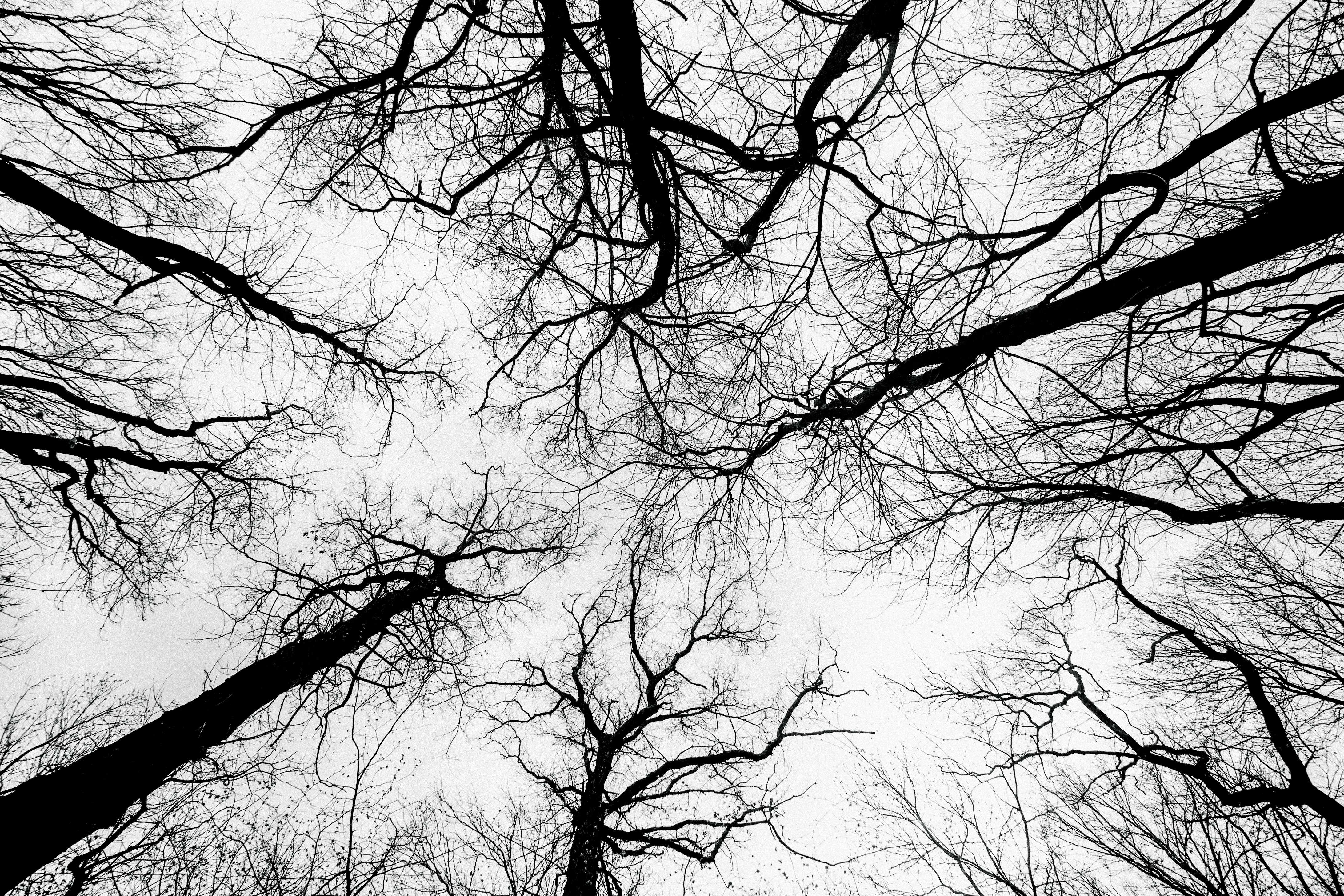 Trees like nervous system connecting 
