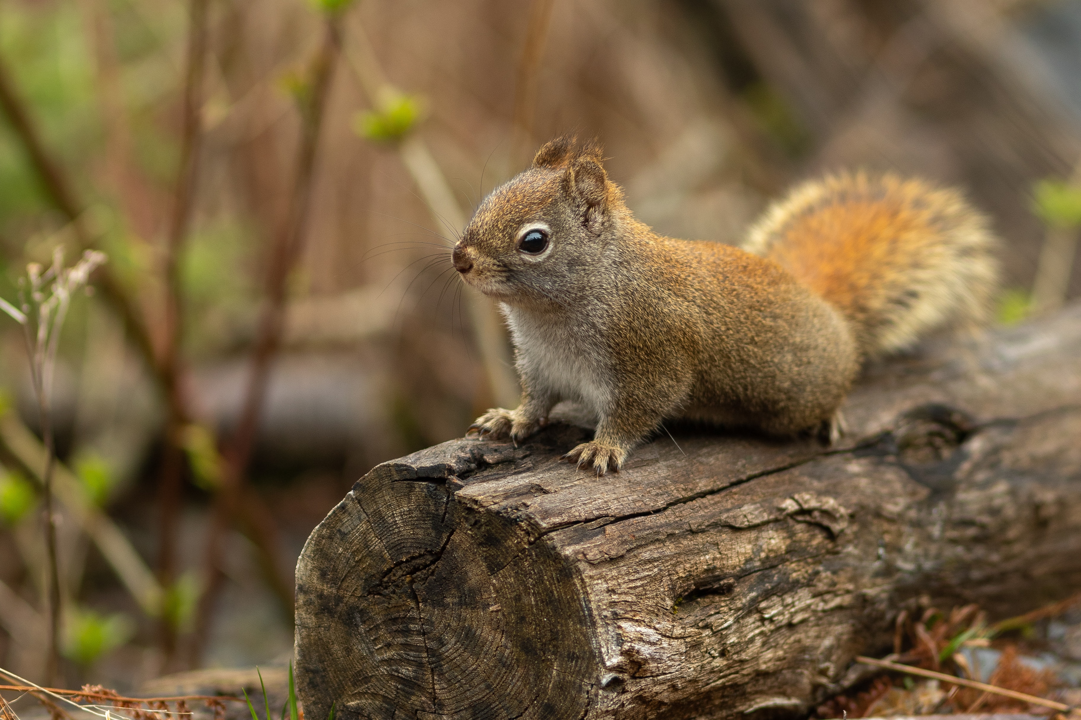 getting rid of squirrels