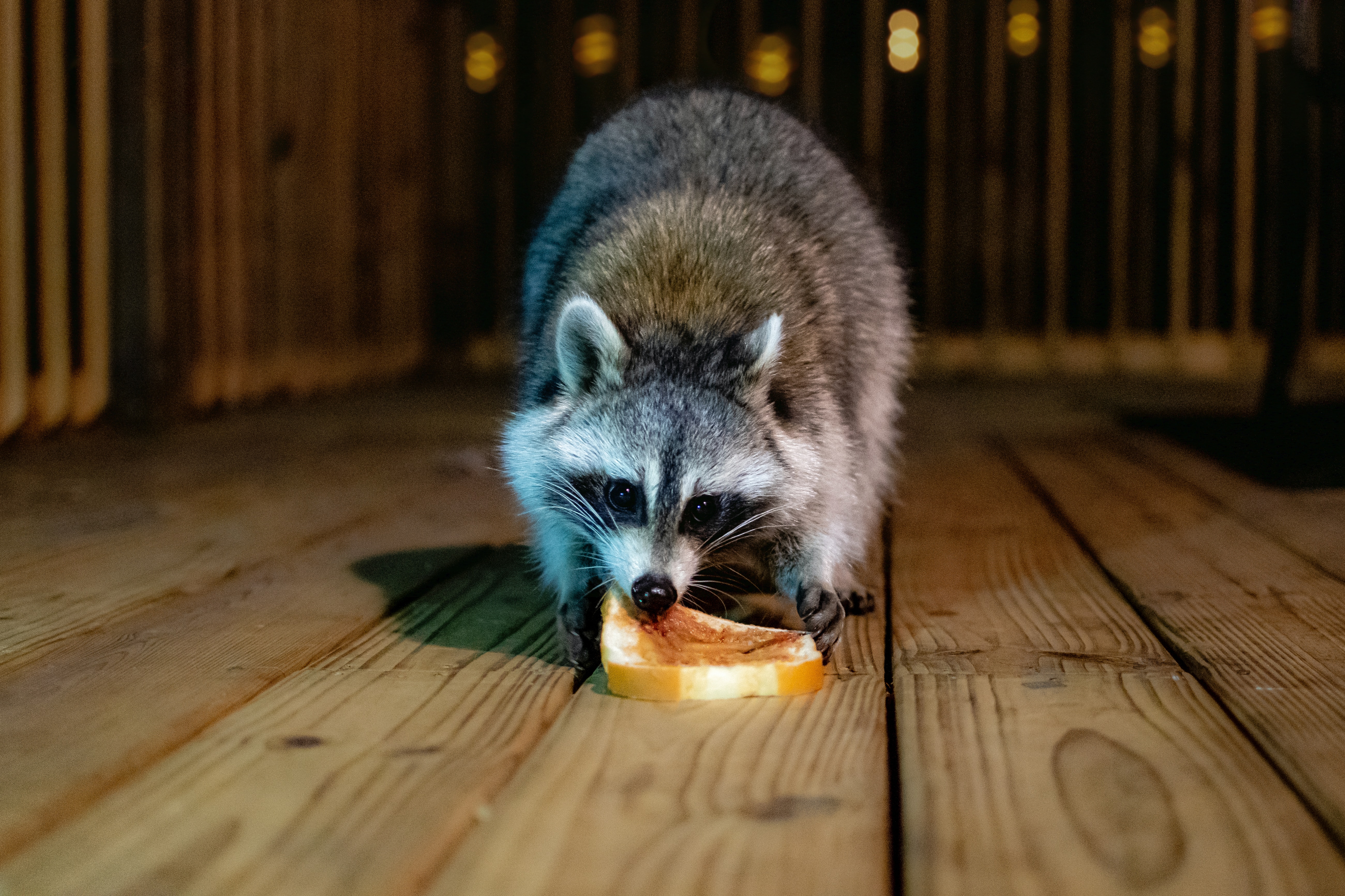 raccoon on arkansas