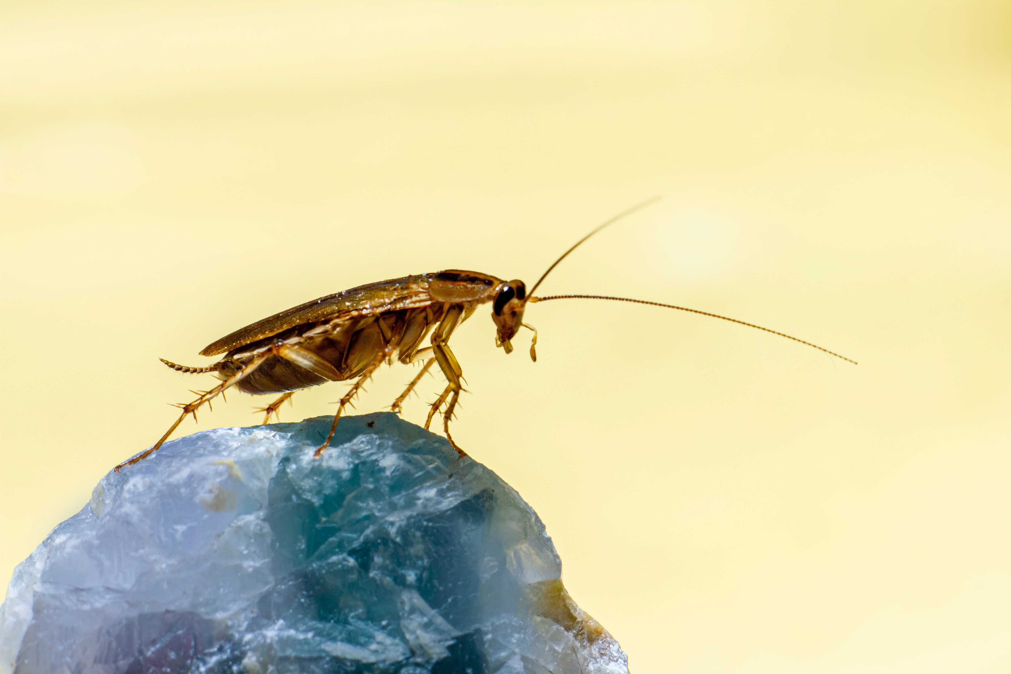 cockroach on a leaf
