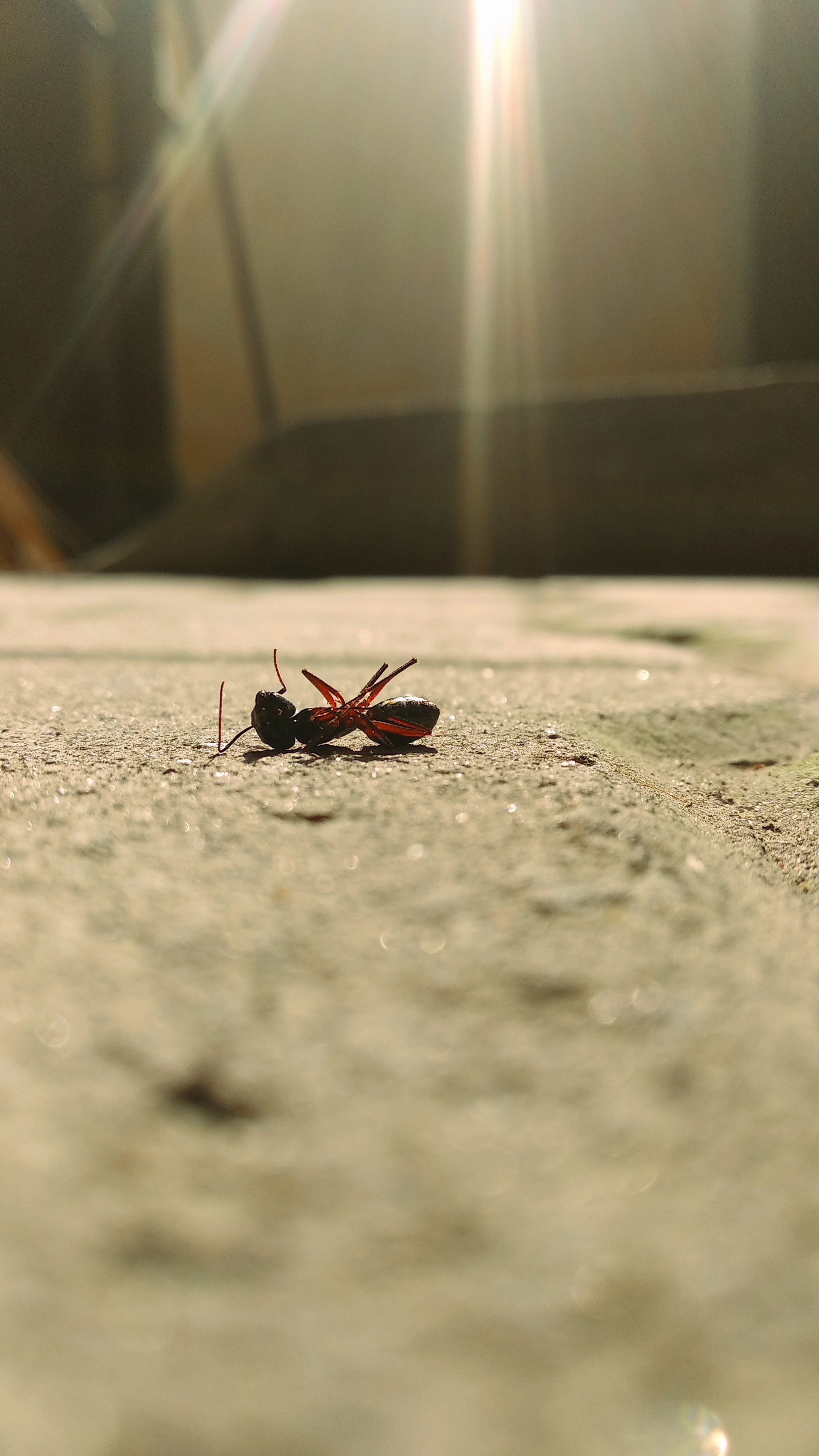 ants pest control