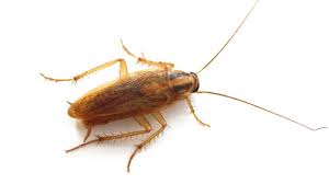 cockroach biology