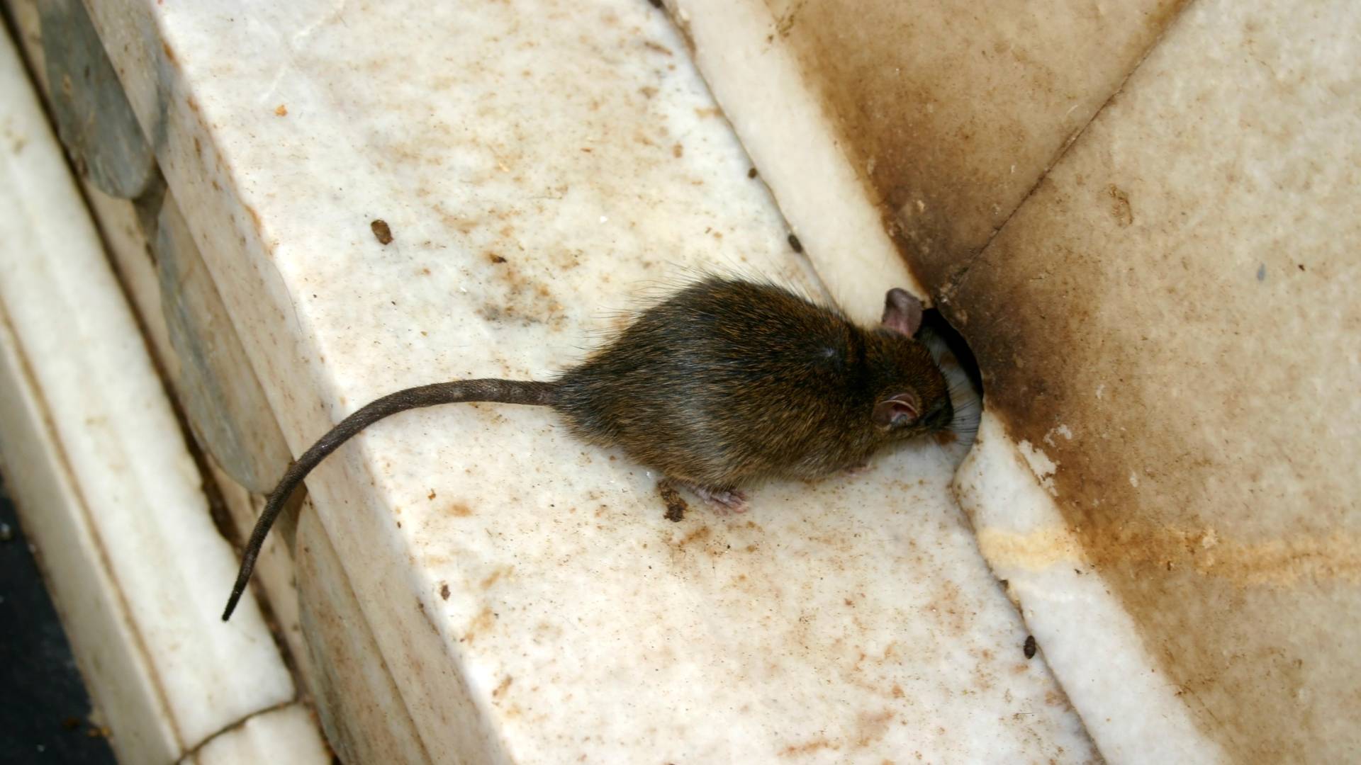 mouse going through a floor on a wall