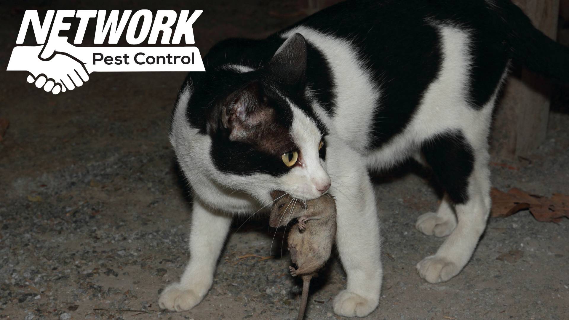 Cat with a rat on the mouth to represent a professional pest control agent with the logo of our company network pest control