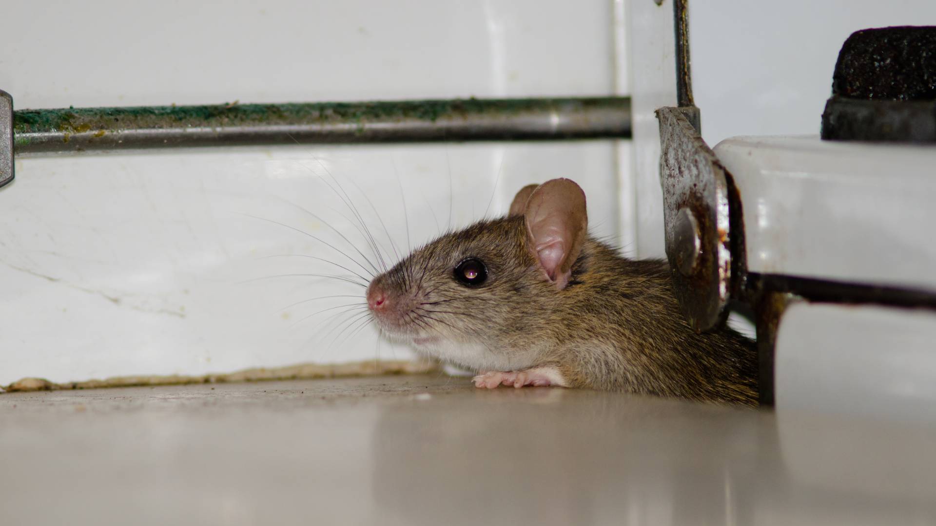 rat using an entry point to get inside a house making you wonder how to get rid of rat in house fast
