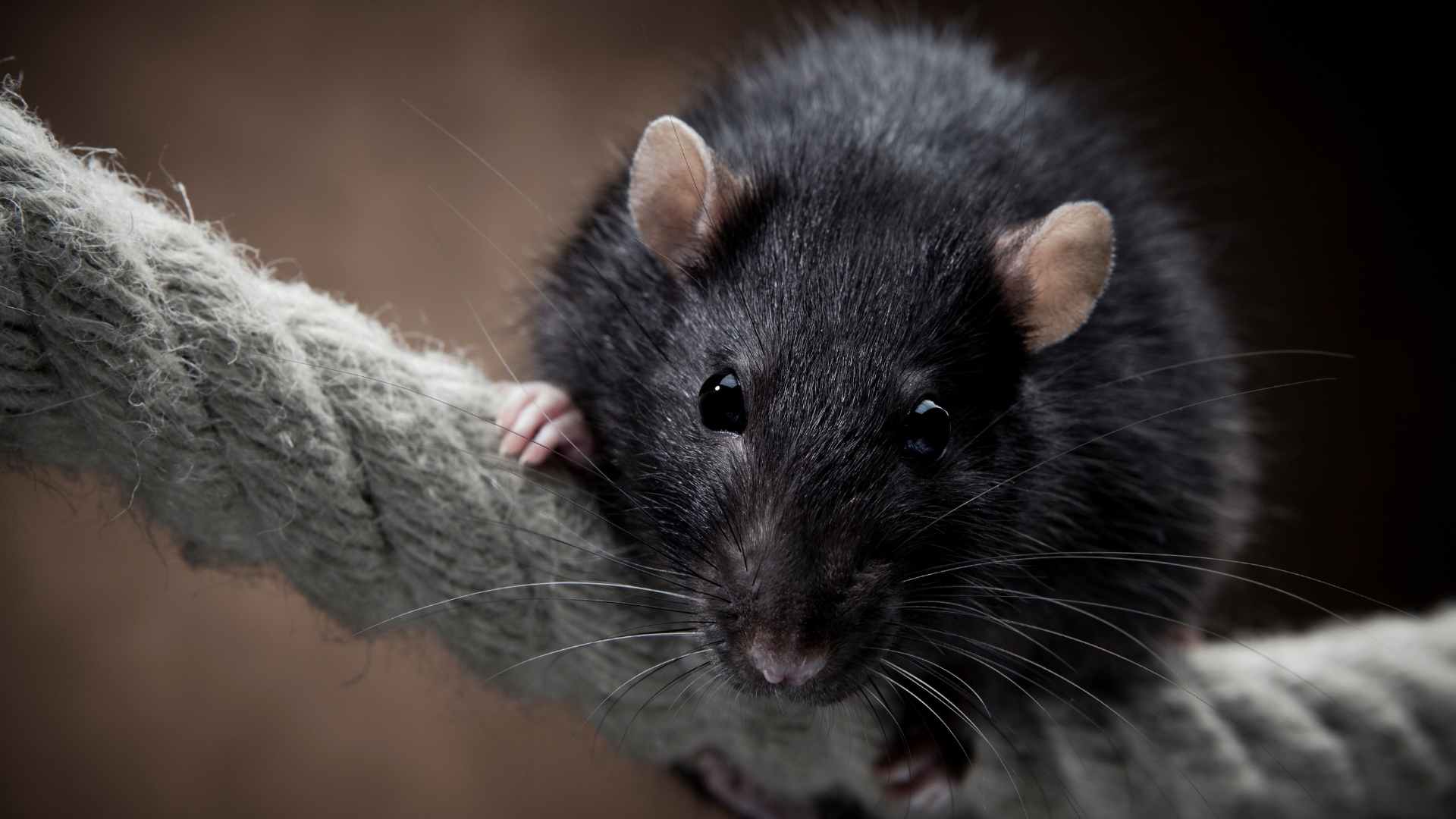 rat chewing a rope to represent the need of prevention and how to keep rats away