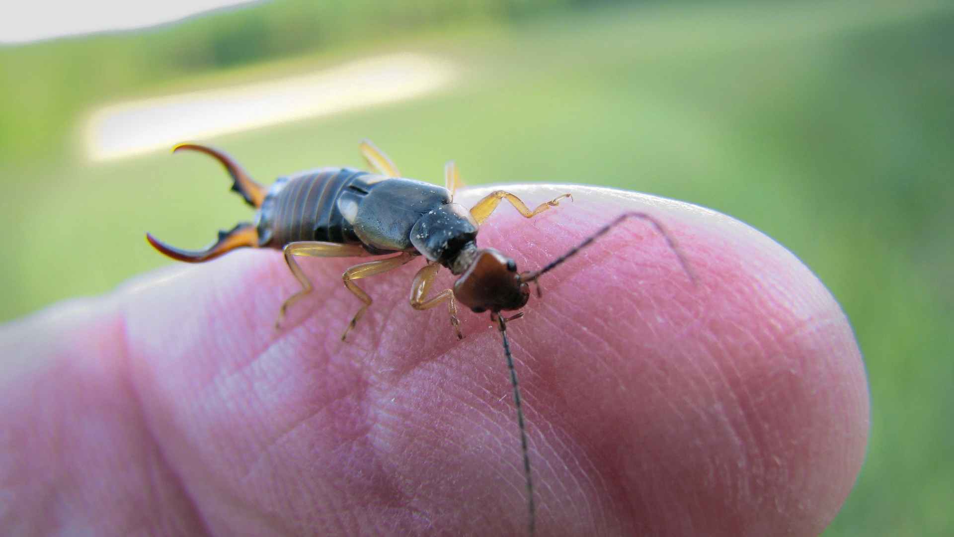 Effective Pest Control treatment Methods for Earwigs in the garden
