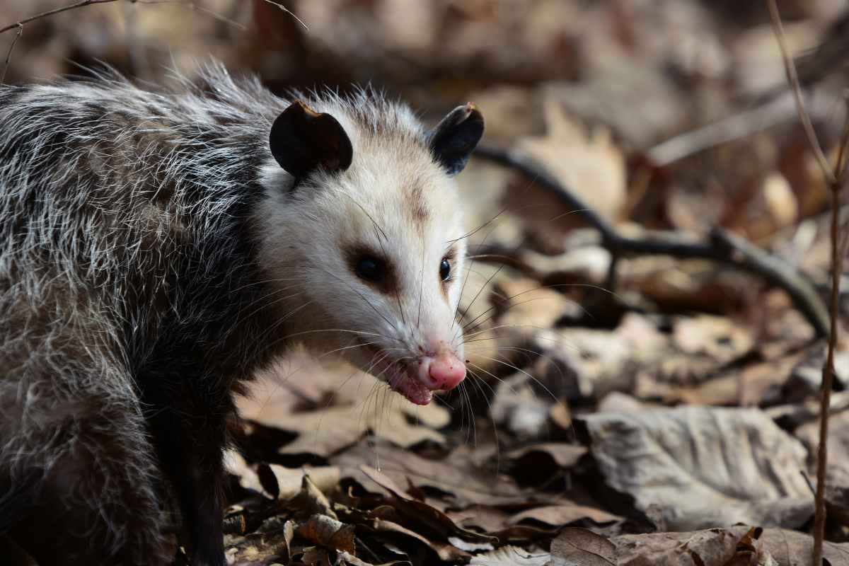 close up to an opossum face, answering if they are good for the environment
