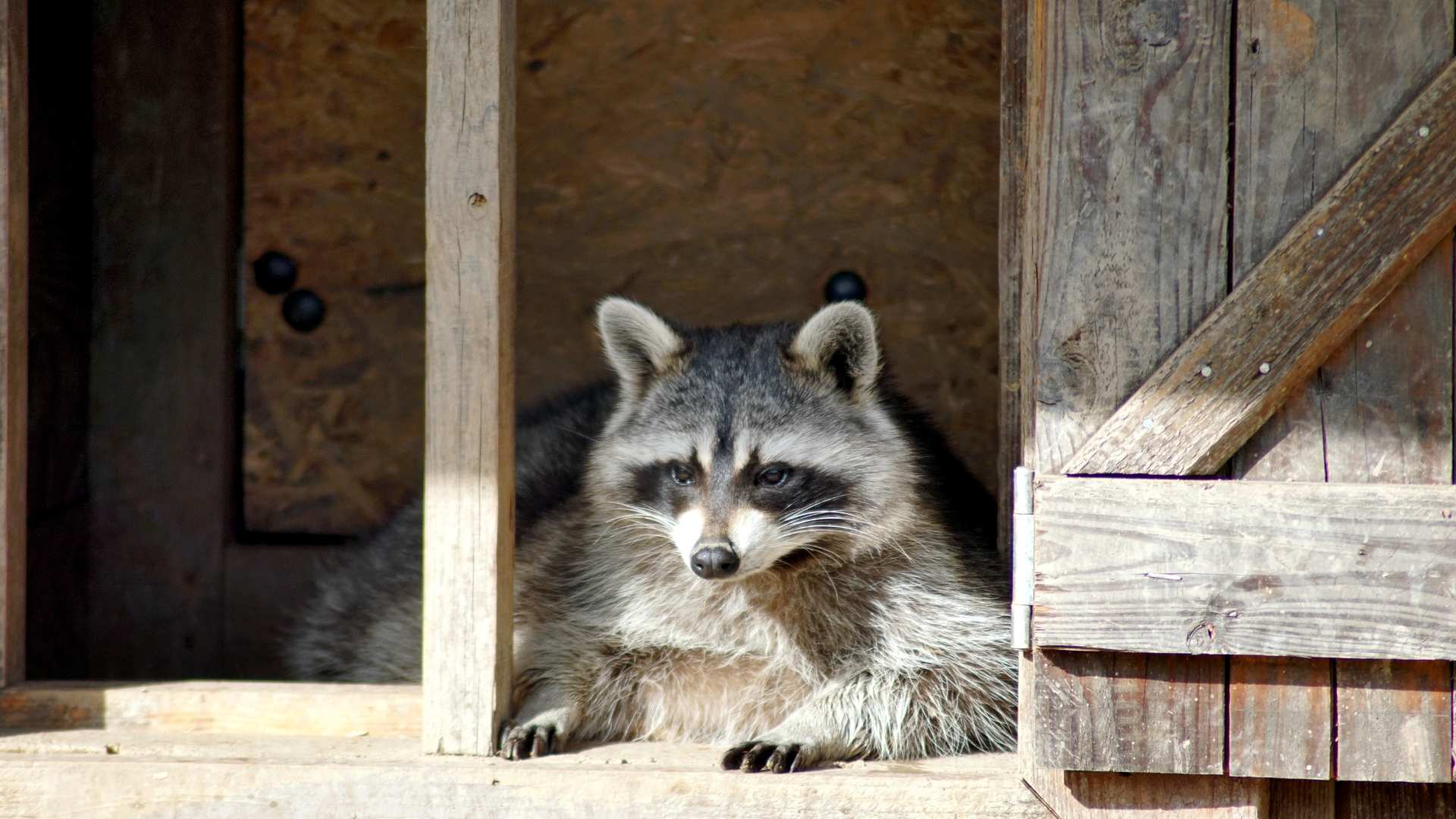 raccoon inside a dog house to explain how can raccoons get in your house