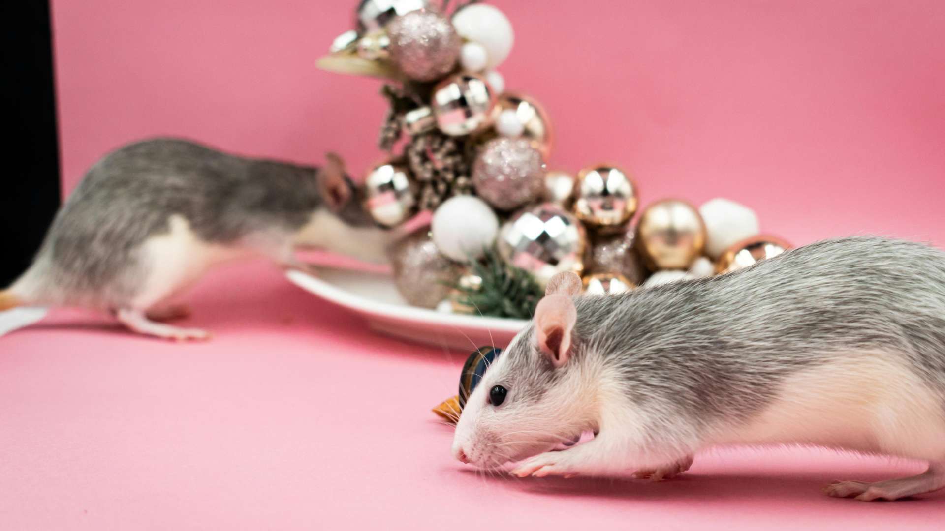 rats on some winter ornaments on a table to represent them as one of the most common pests during winter and how we recognize them at network pest control