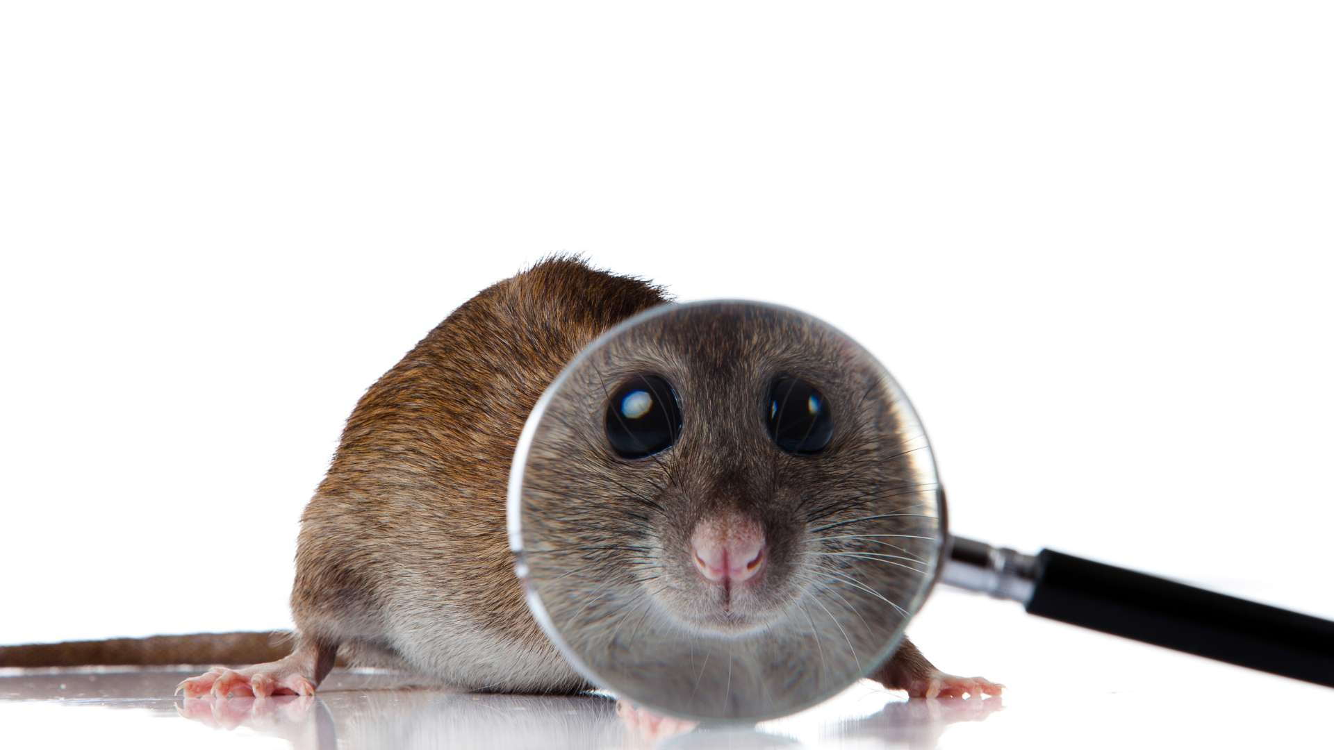 mouse under a magnifying glass to illustrate the ways you can prevent pests in your property during winter by network pest control