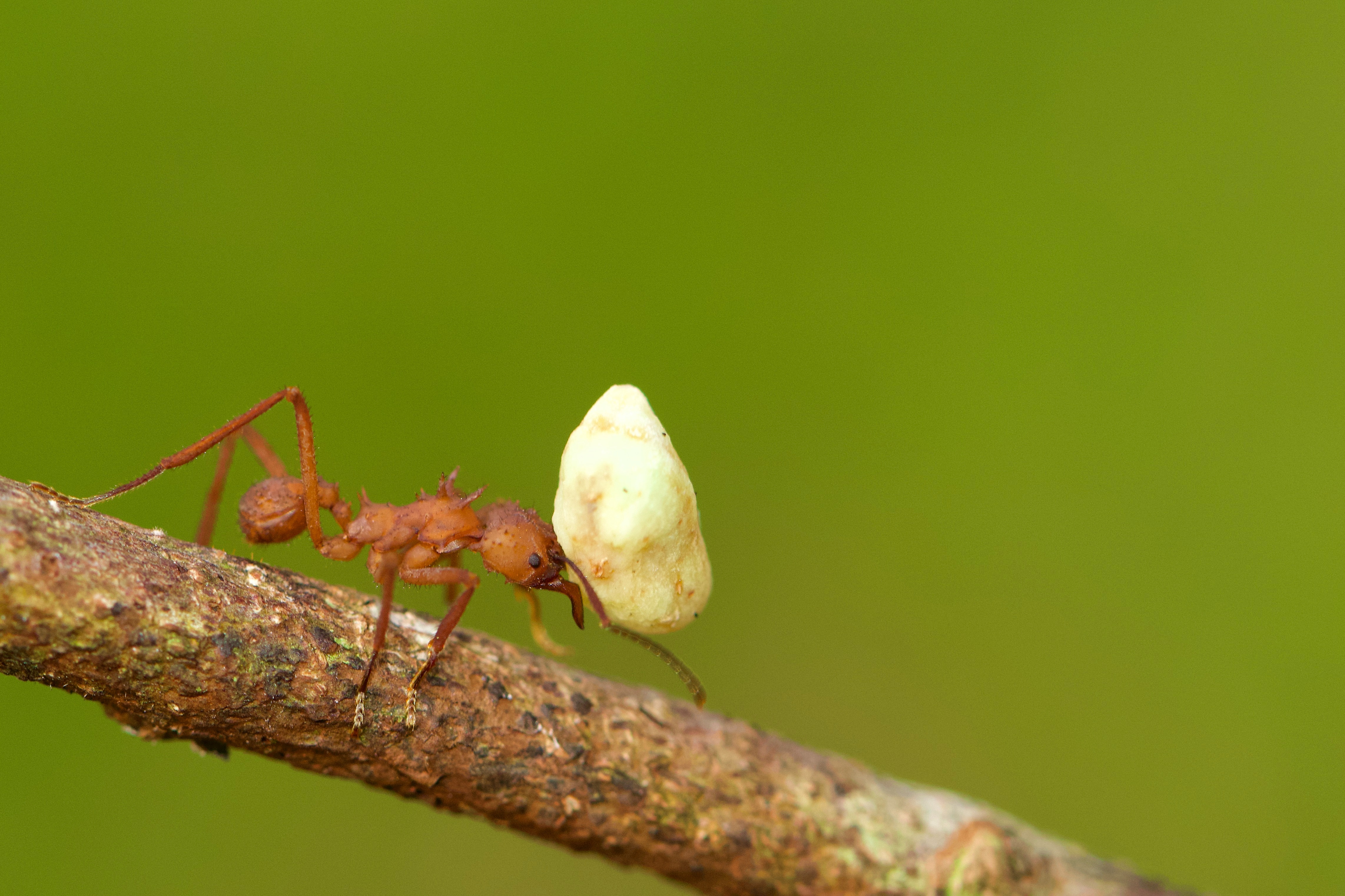 Ant Control