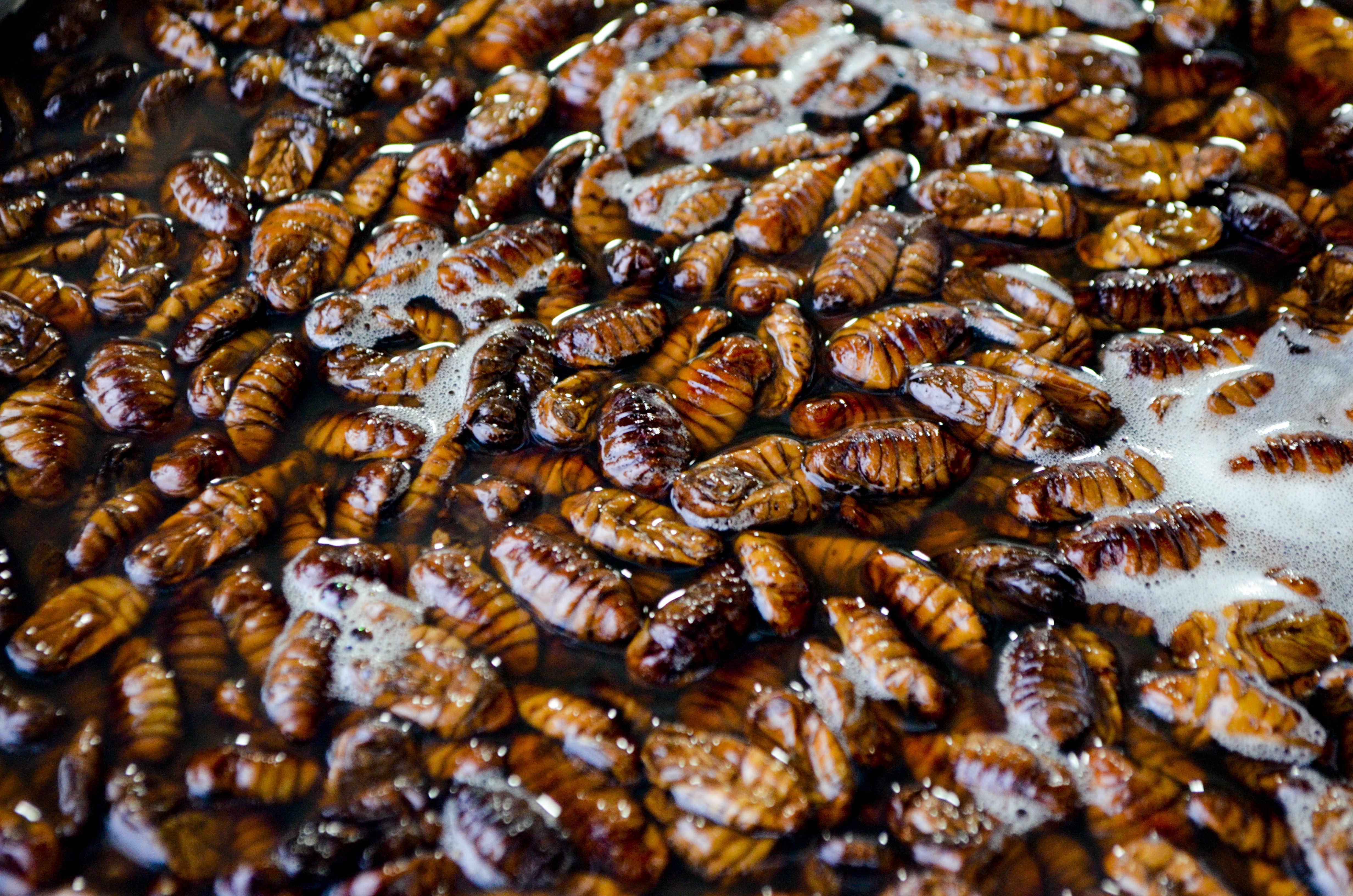 cockroach nest