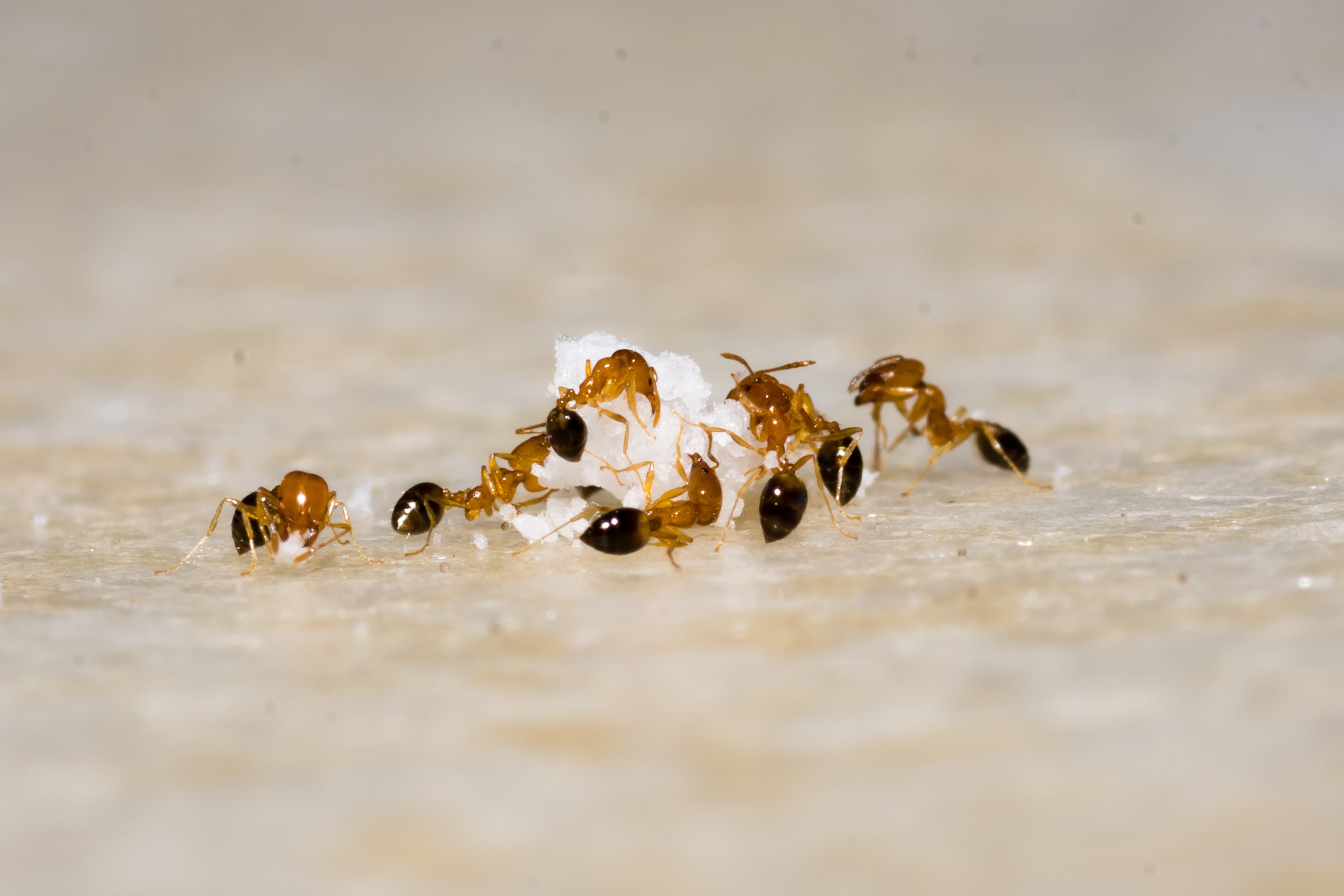 Ant Behaivior