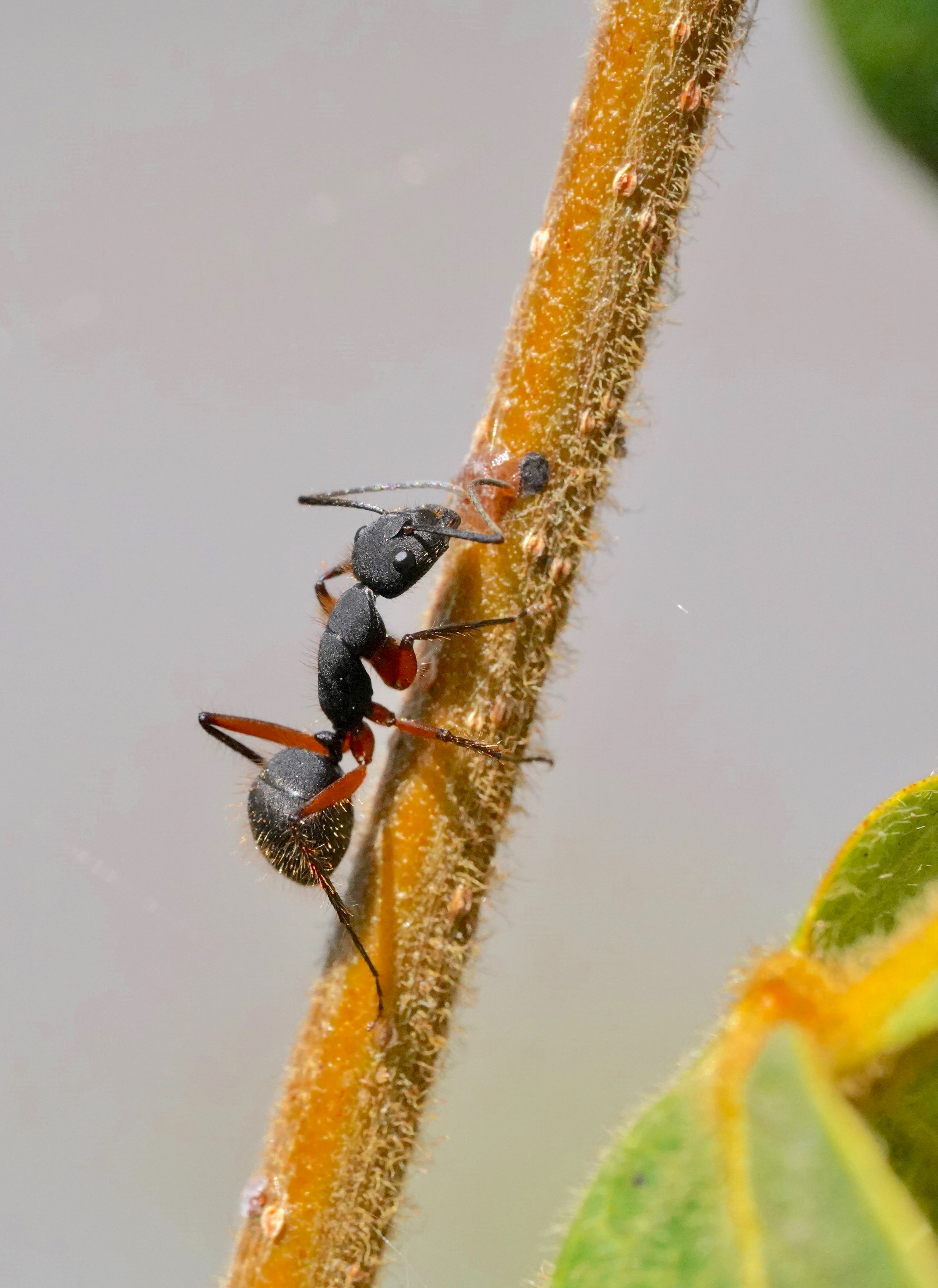 Ants