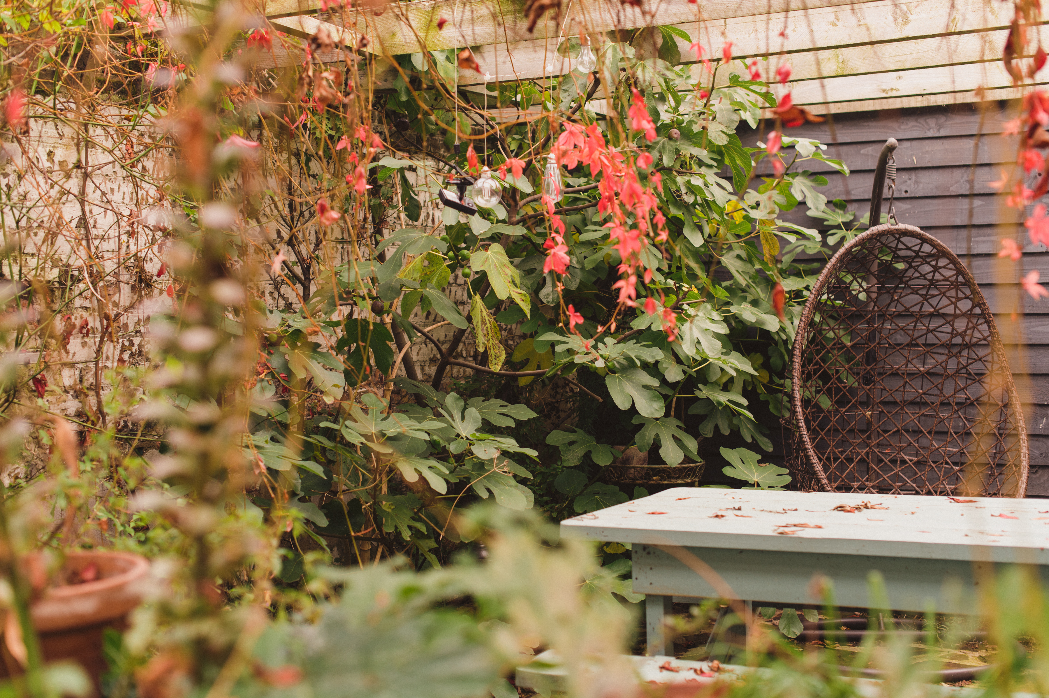 Ballarat House - Garden
