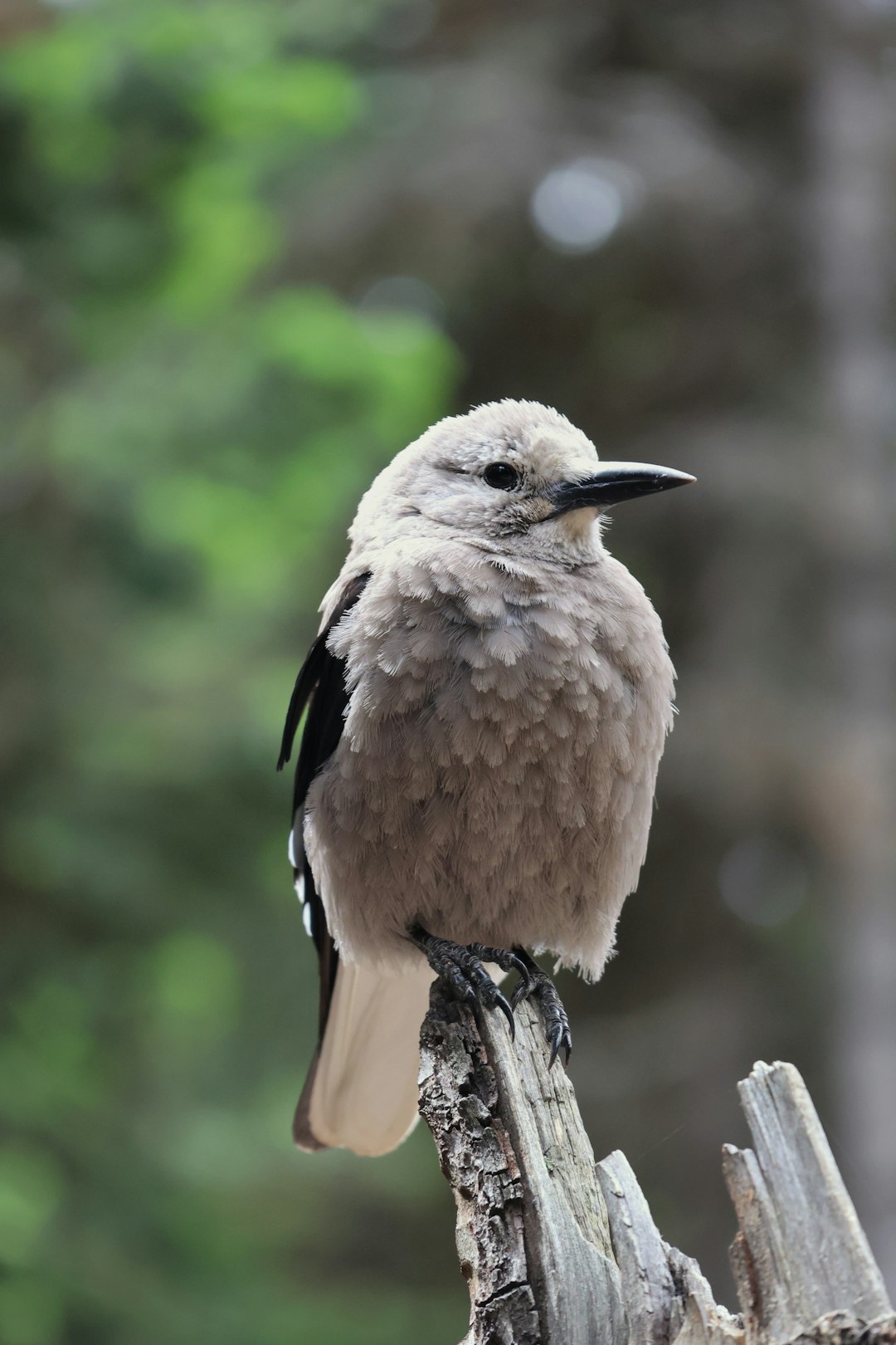 kookabura kookabura
