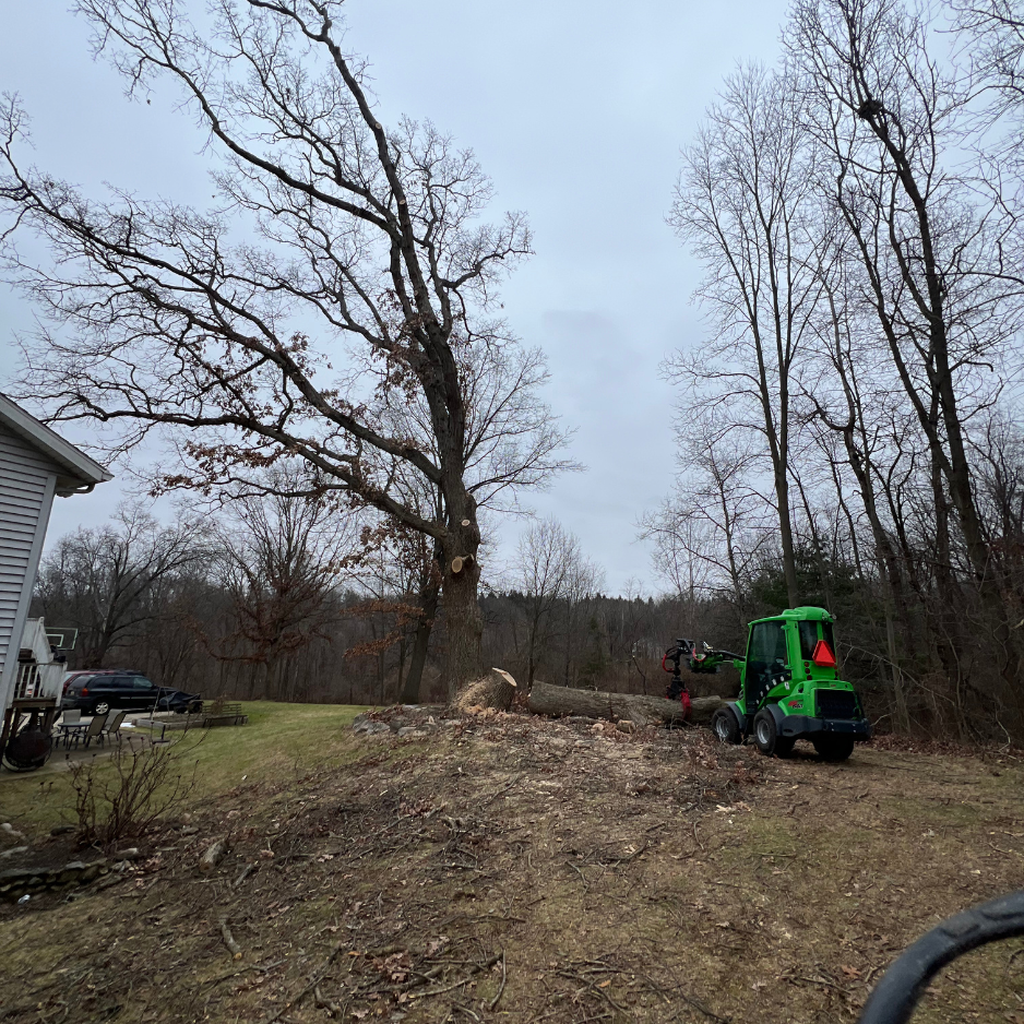 Springtime in West Michigan is a season of renewal—but it also brings windstorms, saturated soil, and the return of hidden hazards in your yard. At New Life Arbor, we believe your safety begins with your trees. So this May, let’s talk about how to spot the early warning signs of a dangerous tree before it becomes a real threat to your home, family, or neighbors. Why Tree Safety Matters in Spring After winter’s weight and wind, spring is when weakened trees often reveal their most dangerous flaws. Michigan’s thaw cycles and strong April winds can turn minor issues into major risks. Identifying hazardous trees early not only protects your property—it can save lives. Springtime in West Michigan is a season of renewal—but it also brings windstorms, saturated soil, and the return of hidden hazards in your yard. At New Life Arbor, we believe your safety begins with your trees. So this May, let’s talk about how to spot the early warning signs of a dangerous tree before it becomes a real threat to your home, family, or neighbors. Why Tree Safety Matters in Spring After winter’s weight and wind, spring is when weakened trees often reveal their most dangerous flaws. Michigan’s thaw cycles and strong April winds can turn minor issues into major risks. Identifying hazardous trees early not only protects your property—it can save lives.