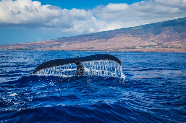 Whale breaching Whale breaching