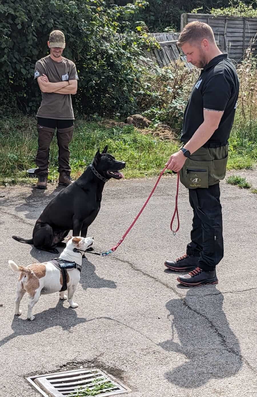 K9 Greatness