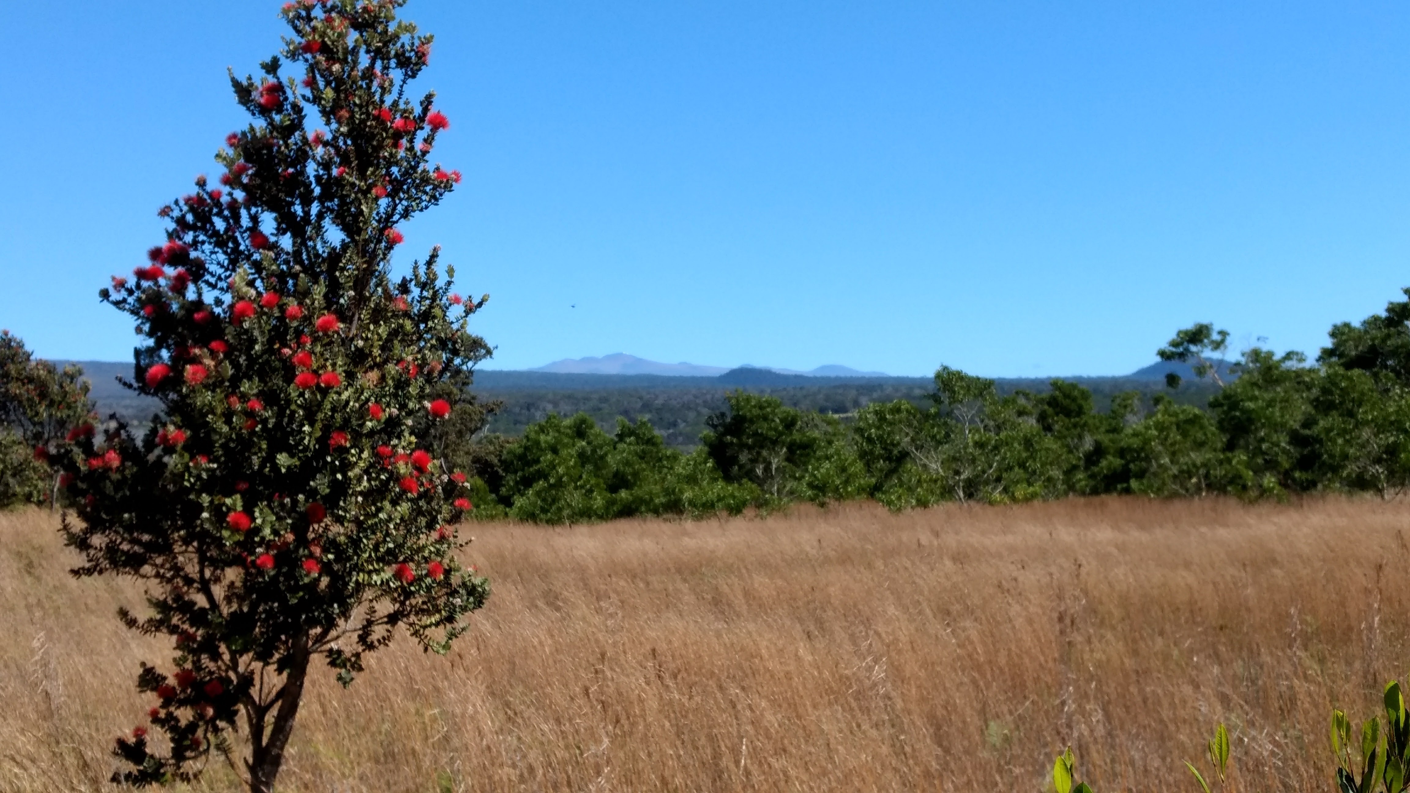 Lehua tree in full bloom, representing the spiritual and emotional healing energy of Hawaiian Flower Essences.